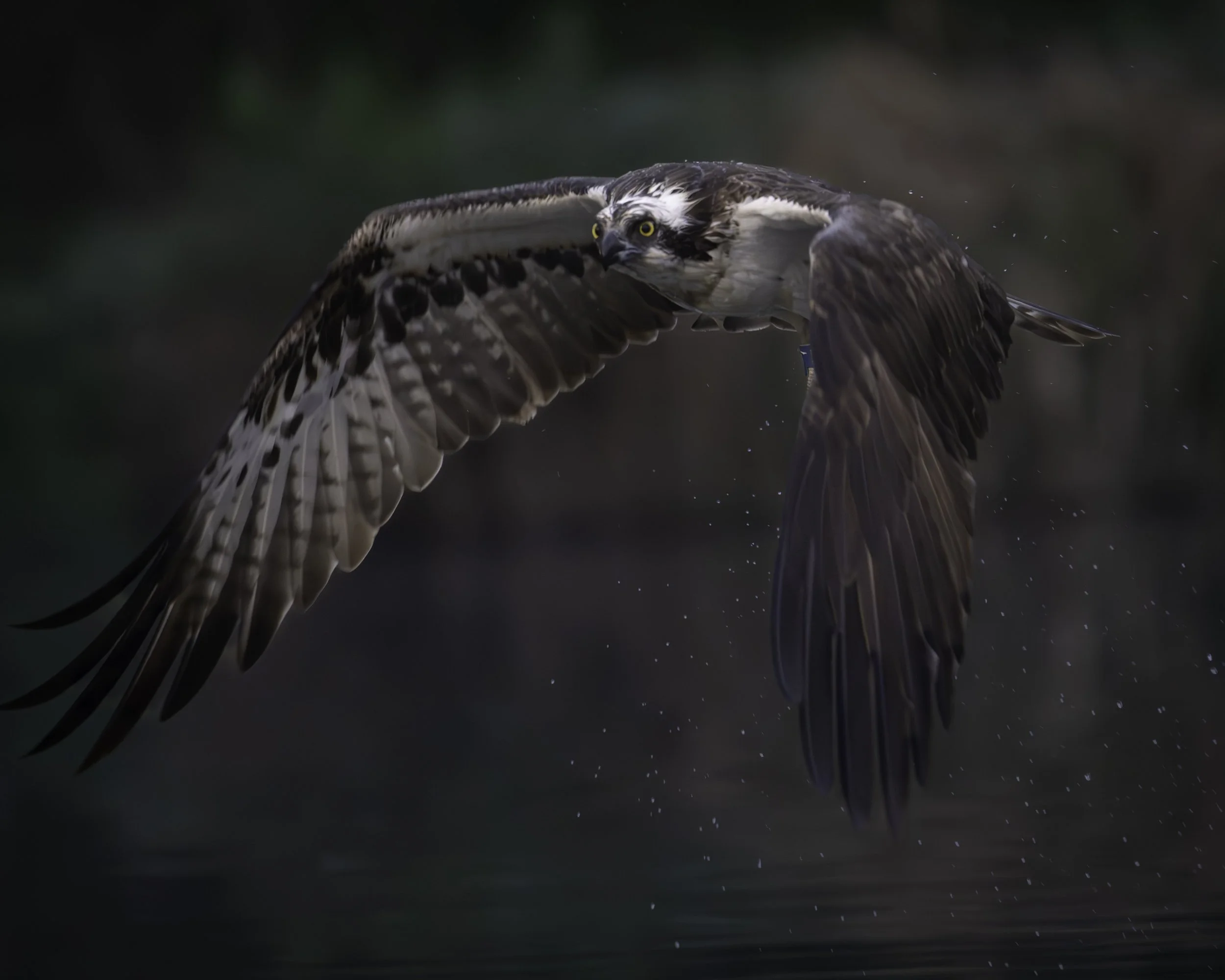 An osprey bird catching fish in the water.
