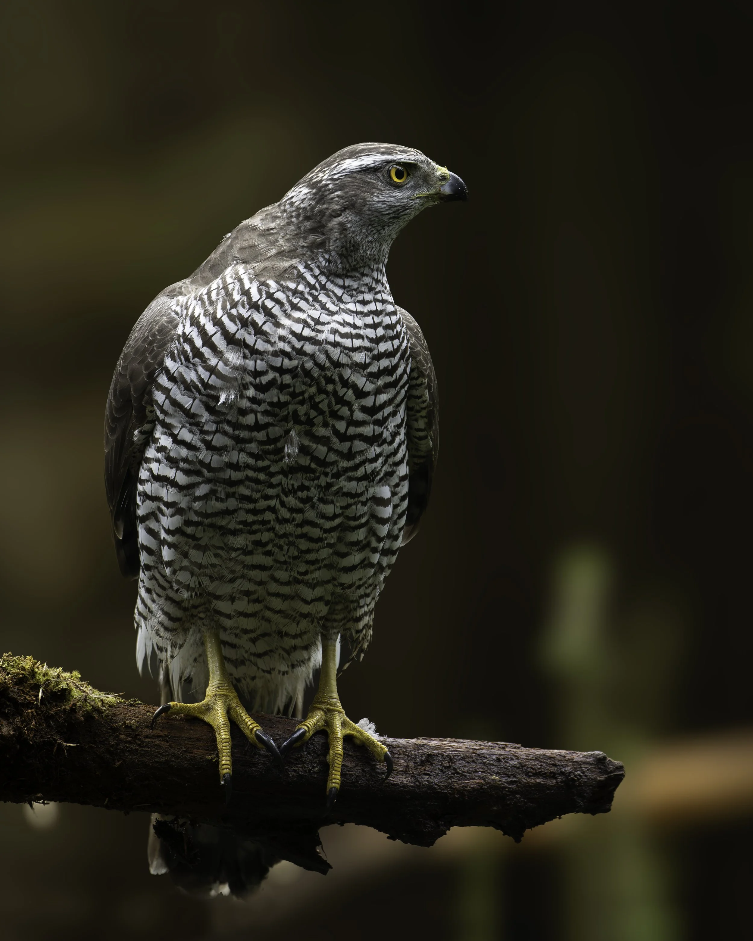 A hawk perched on a branch with a dark blurred background.