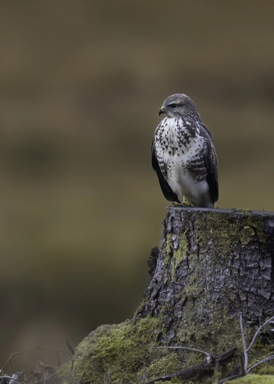A bird of prey, likely a hawk or falcon, perched on a moss-covered tree stump with a blurred brownish background.