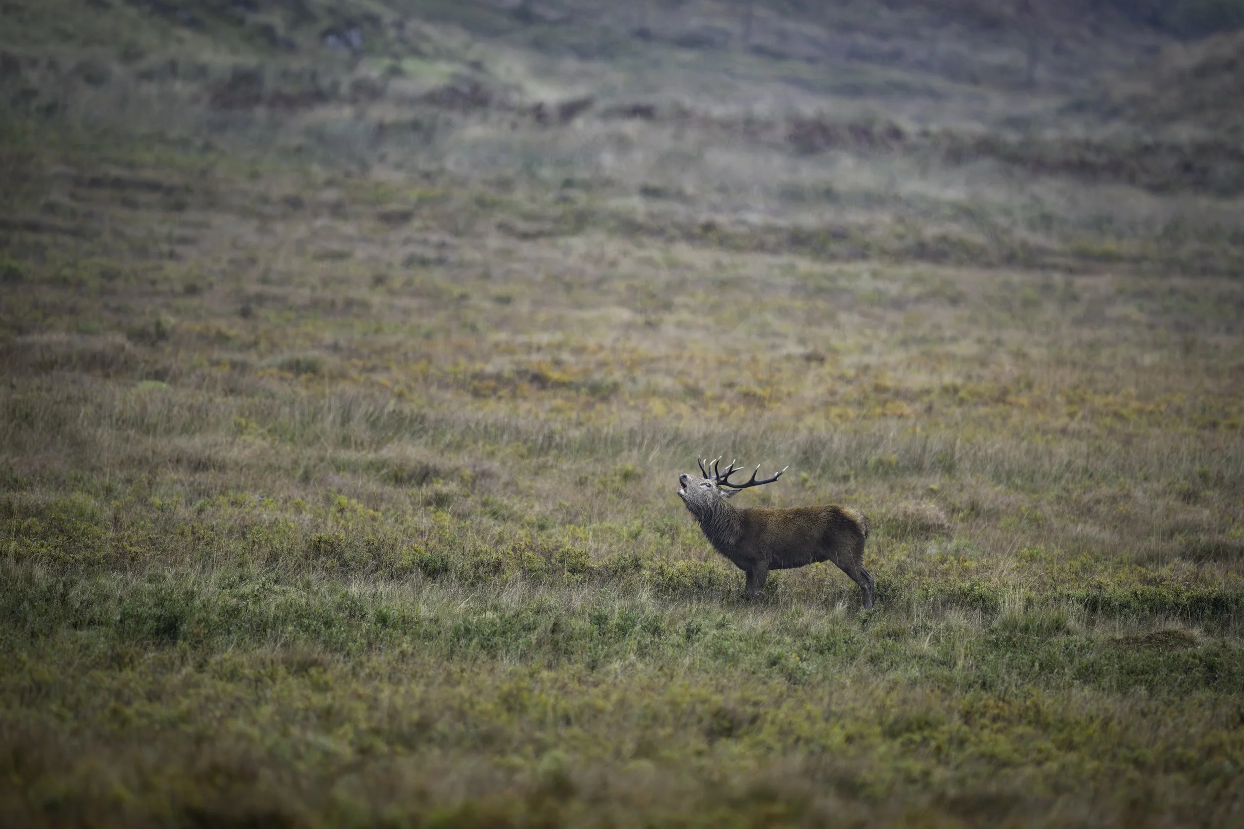 A deer standing in a vast grassy field with hills in the background, vocalizing or calling out.