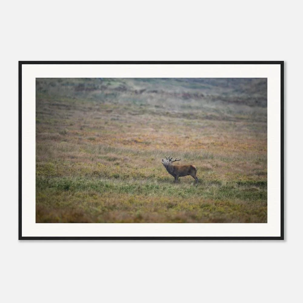 A framed photograph of a red with large antlers standing on a grassy plain.