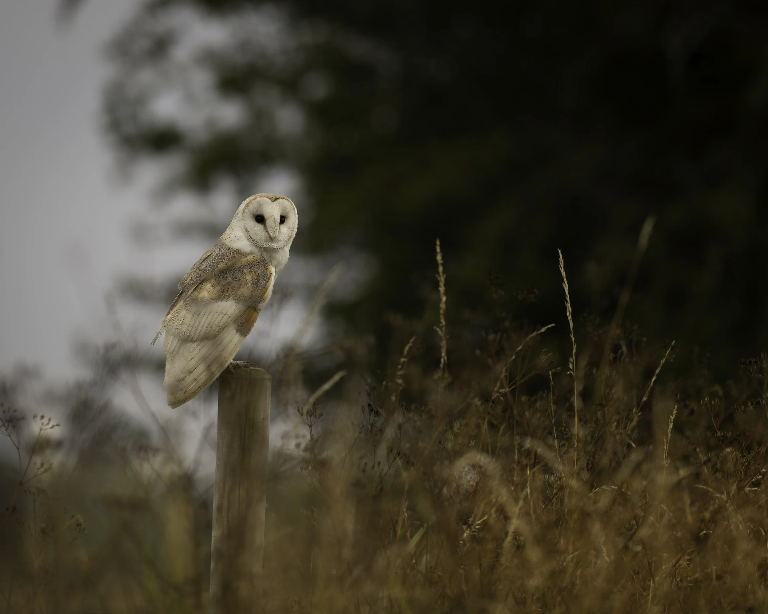 Barn Owl perched on post