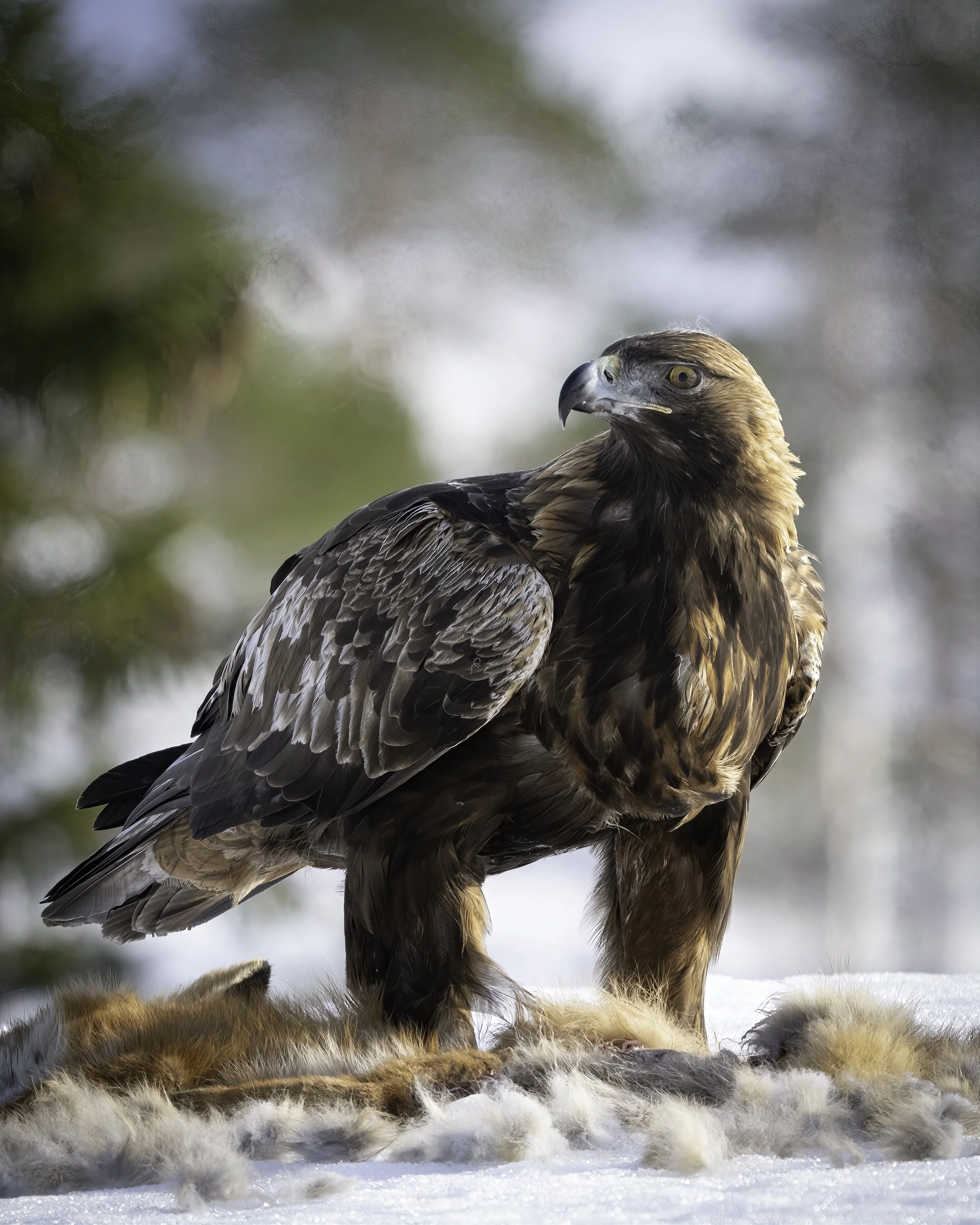 A Golden Eagle with a fox on a snowy mountain side