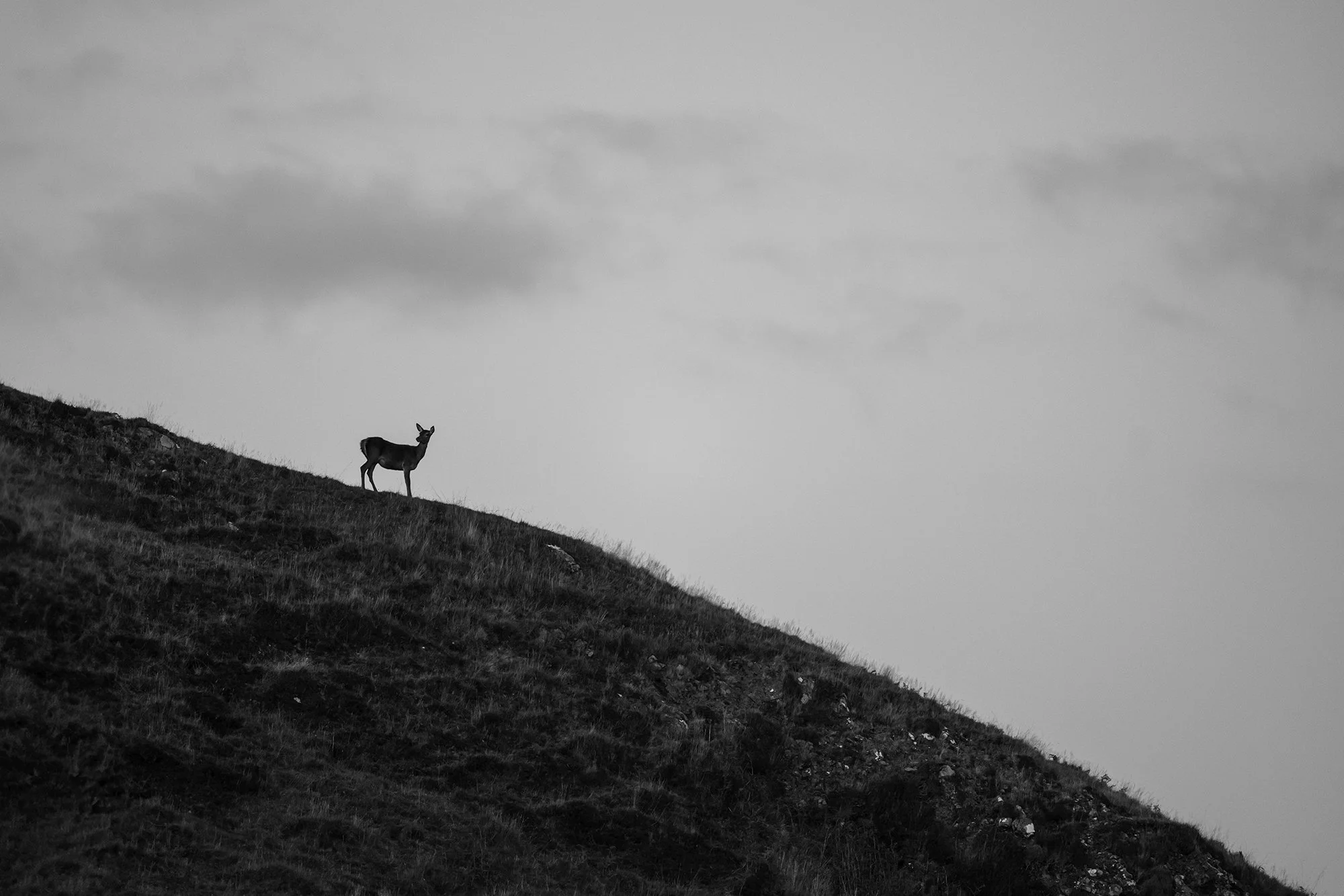A lone deer standing on a hillside under a cloudy sky.