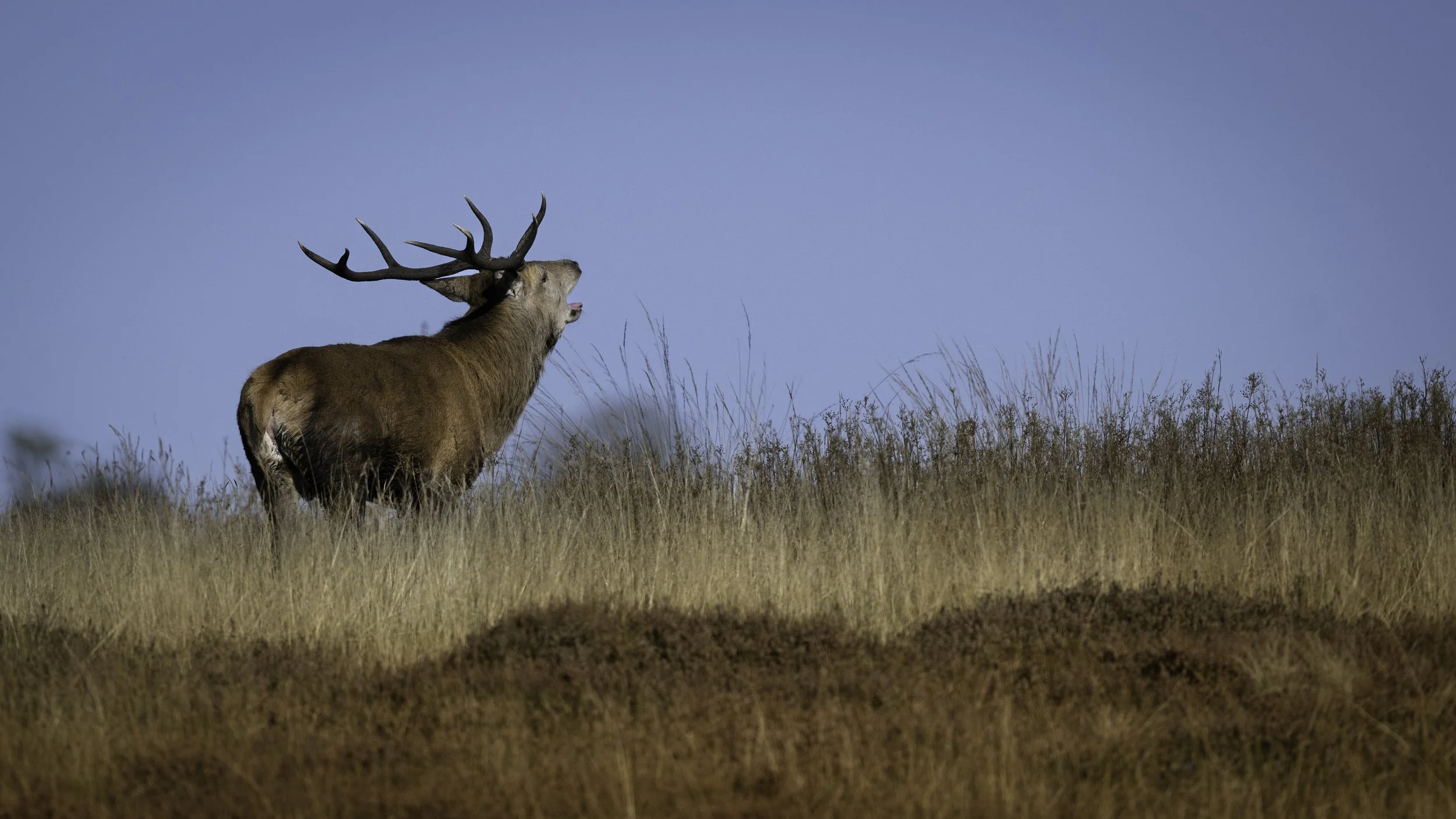 A deer with large antlers standing in a grassy field under a clear blue sky.