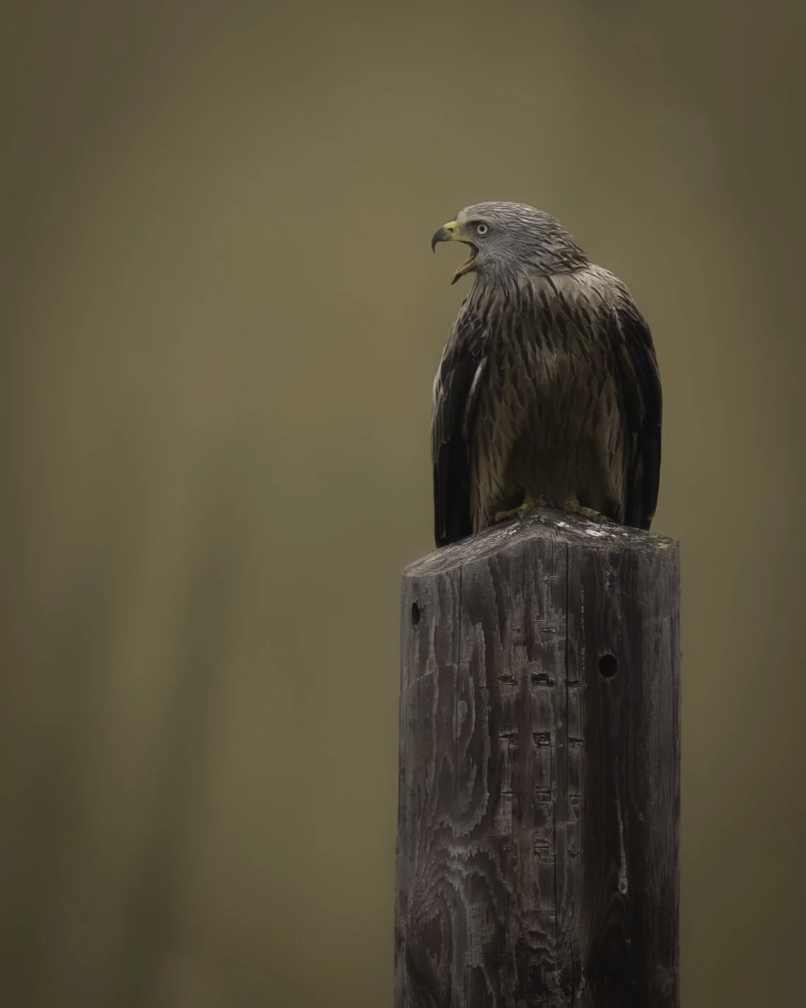 A bird of prey, likely an eagle, perched on a wooden post, with its beak open as if calling.