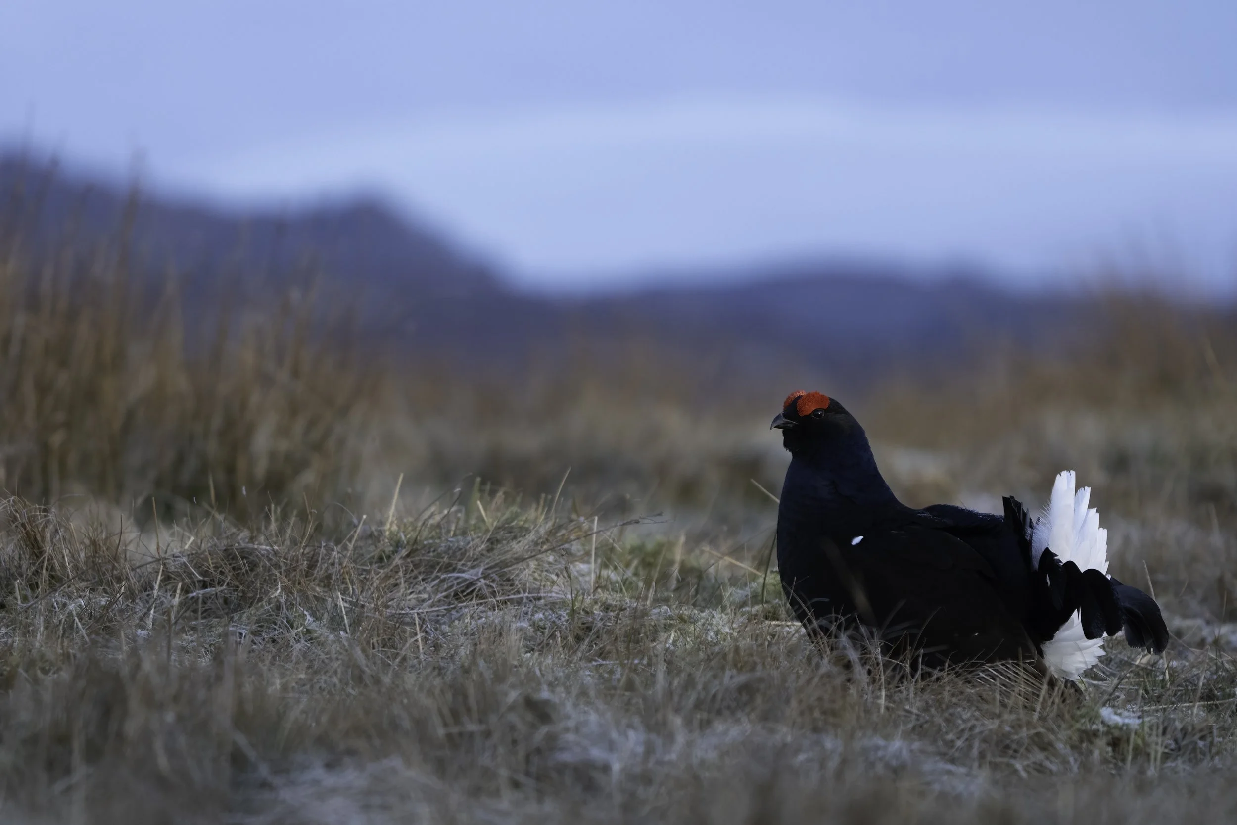 A black grouse with red combs on its head stands in a grassy field with mountains in the background.