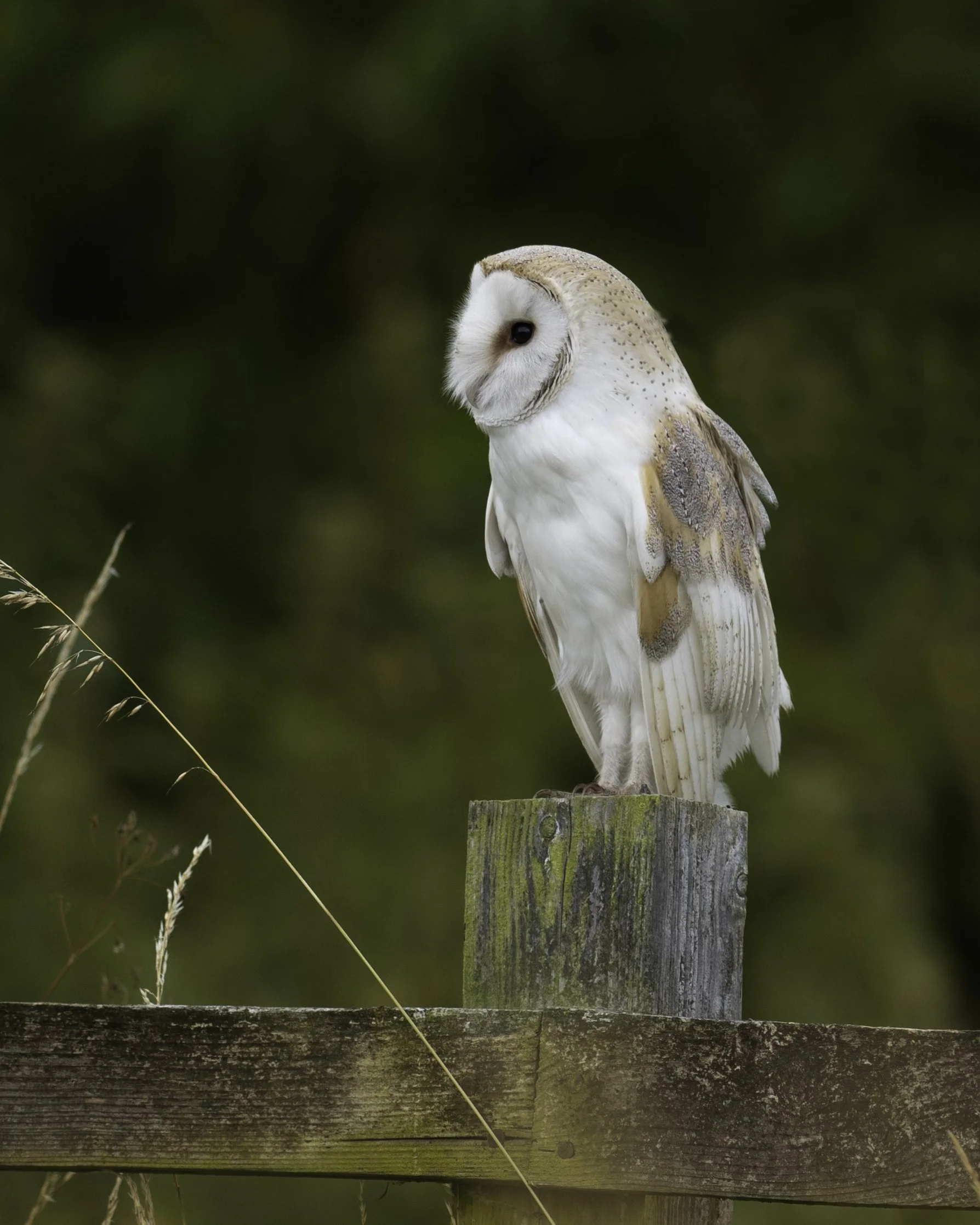 A barn owl perched on a weathered wooden fence post in a natural outdoor setting with a blurred green background.