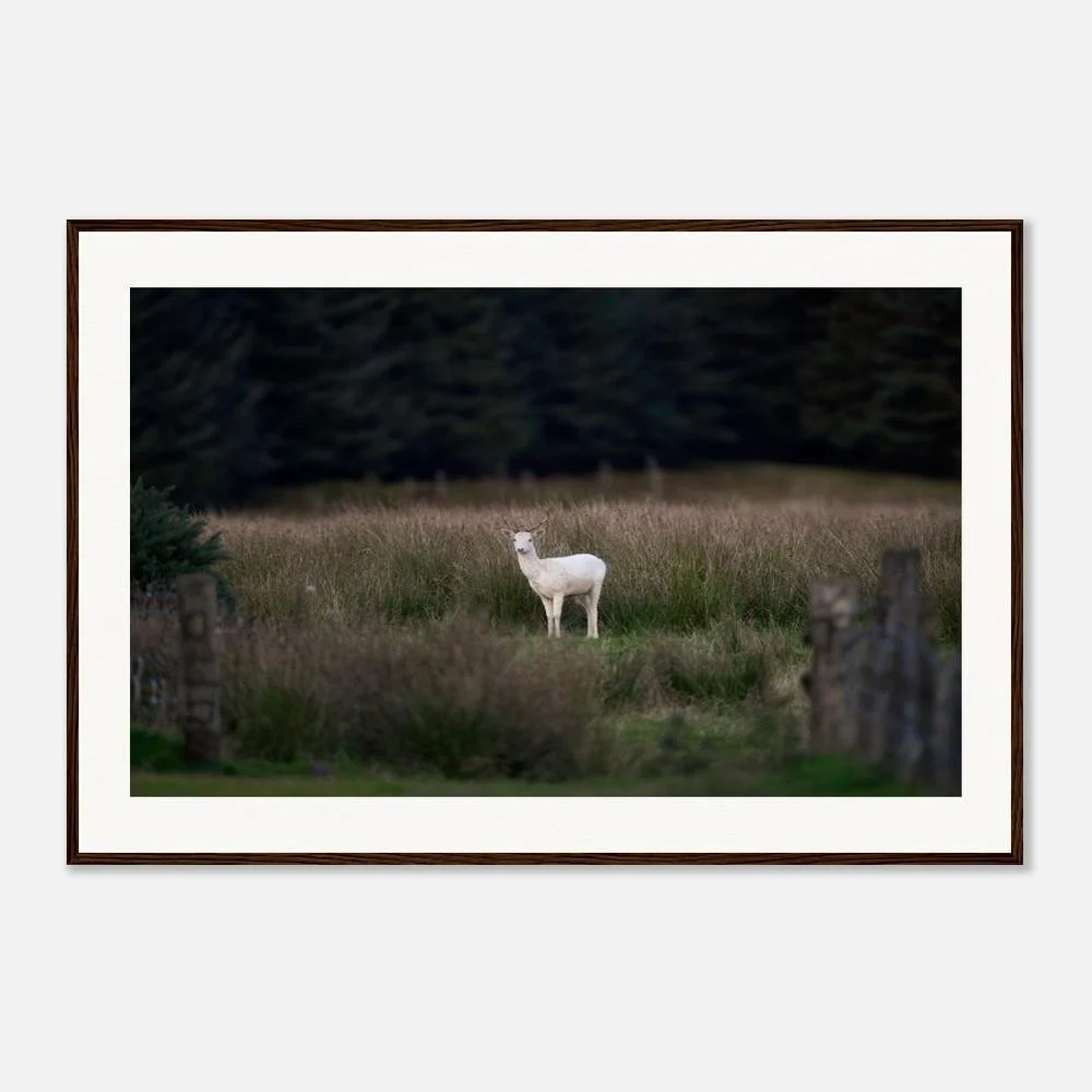 A framed photograph of a white deer standing in a grassy field with trees in the background.