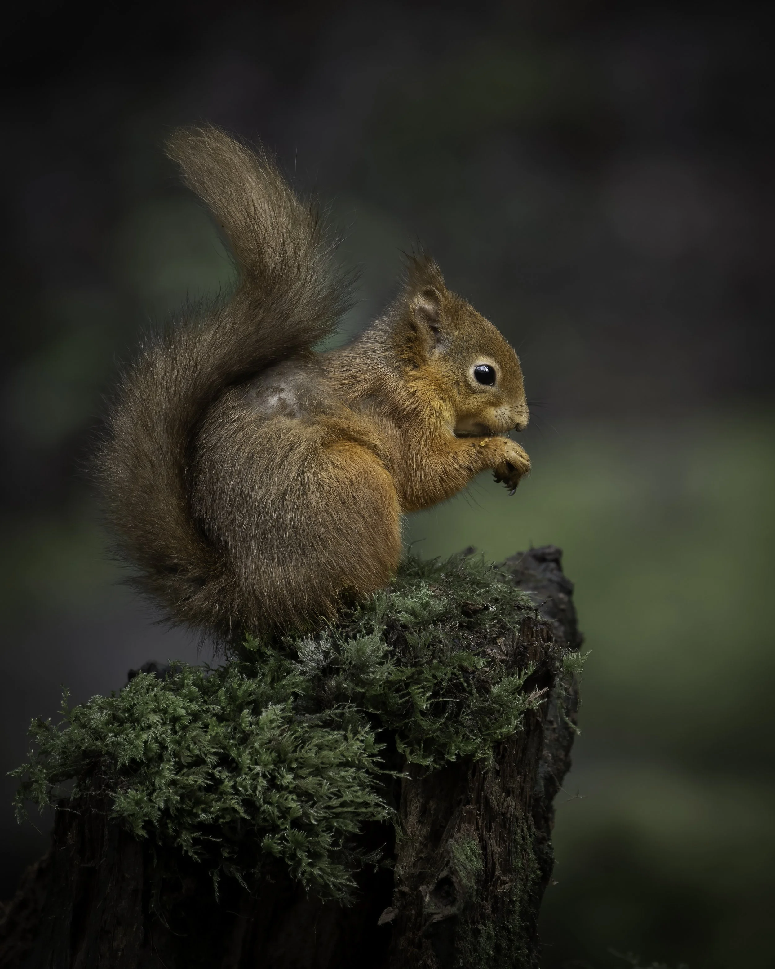 Close-up of a red squirrel with bushy tail on a moss-covered tree stump, holding a small nut, against a soft-focus natural background.