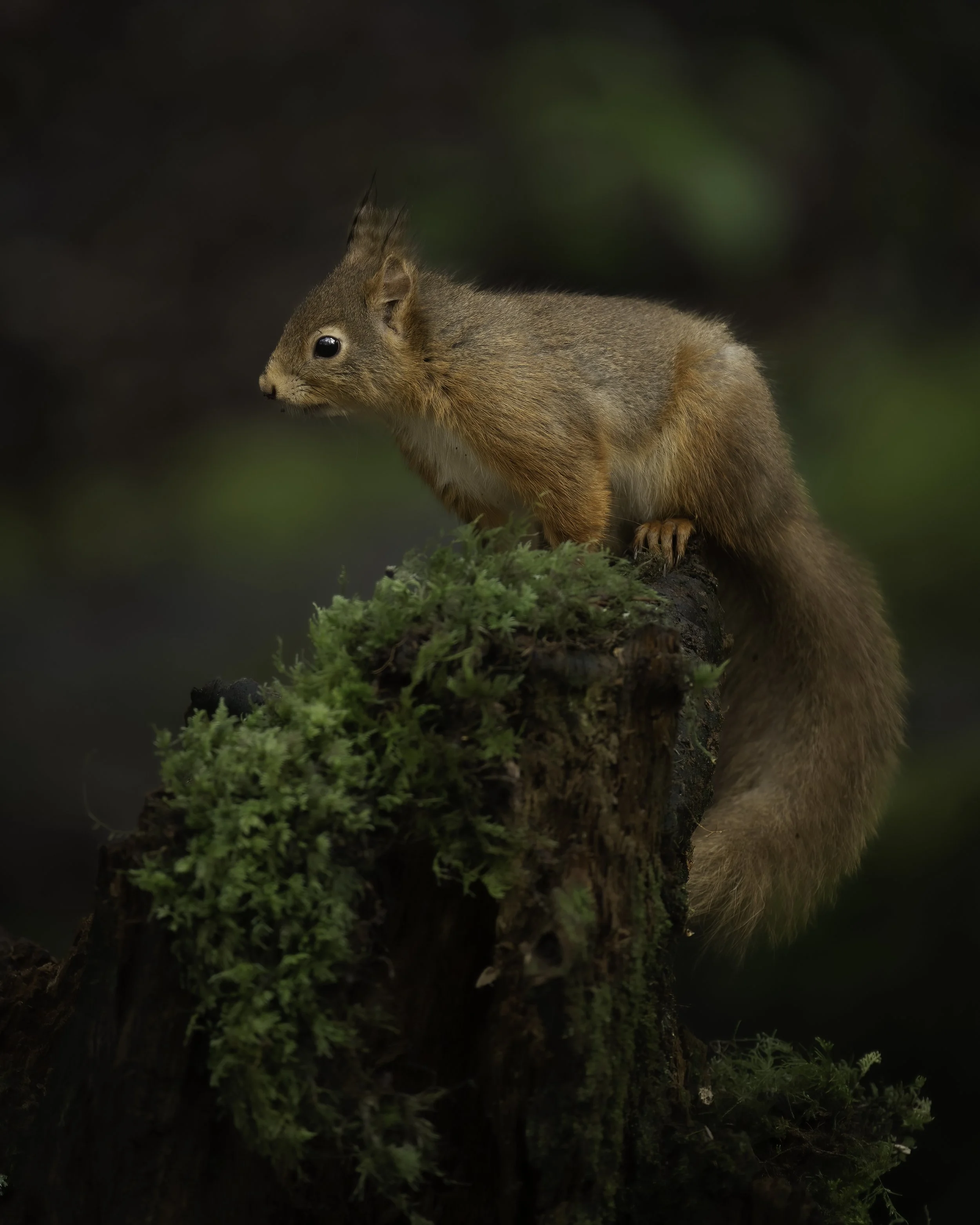 A squirrel standing on a piece of wood with green moss and small plants, with a blurred dark background.