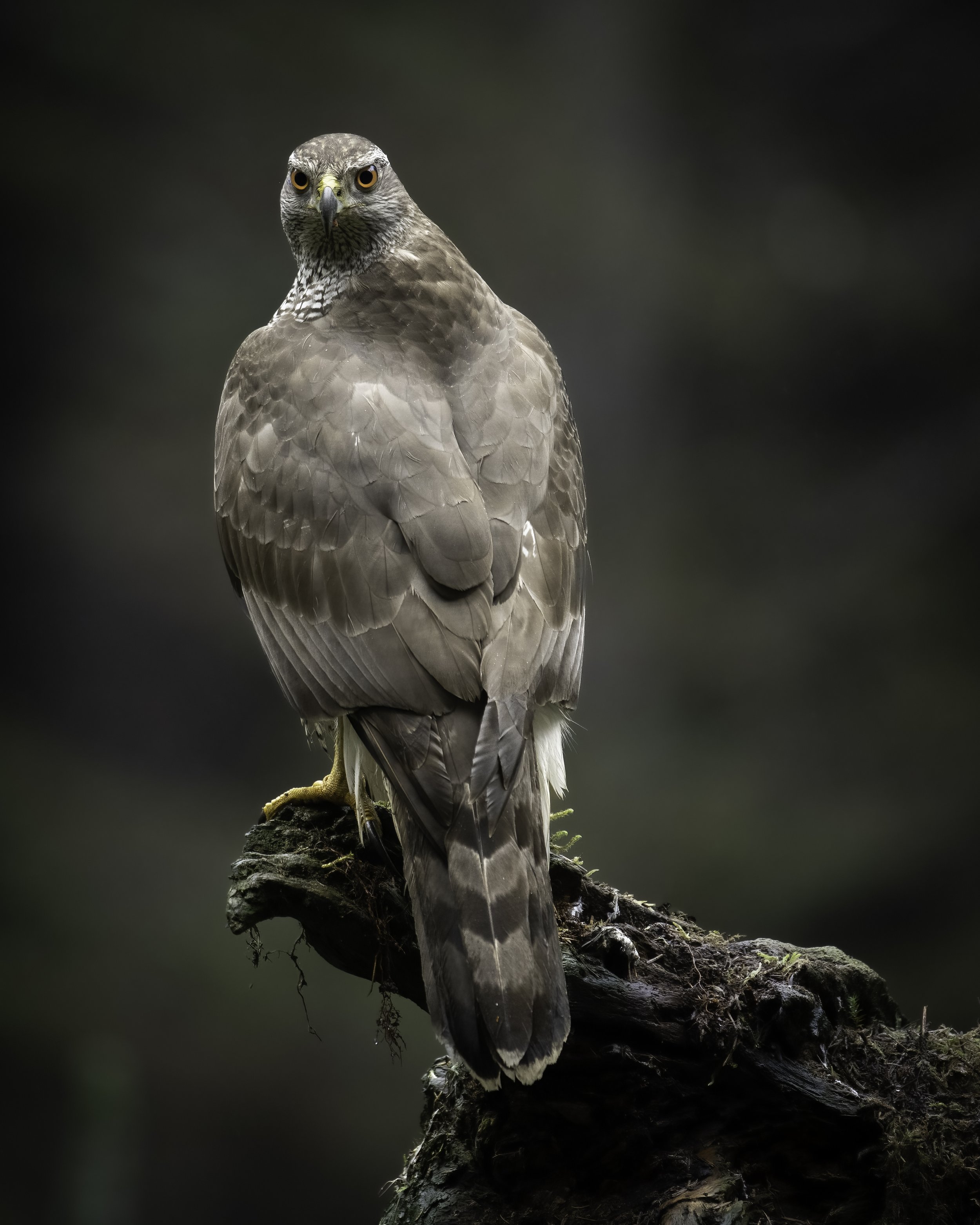 A bird of prey, possibly a hawk or falcon, perched on a moss-covered branch with a blurred dark background.