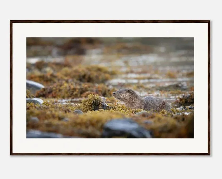 Photo of a otter in a shallow water area with rocks and algae.