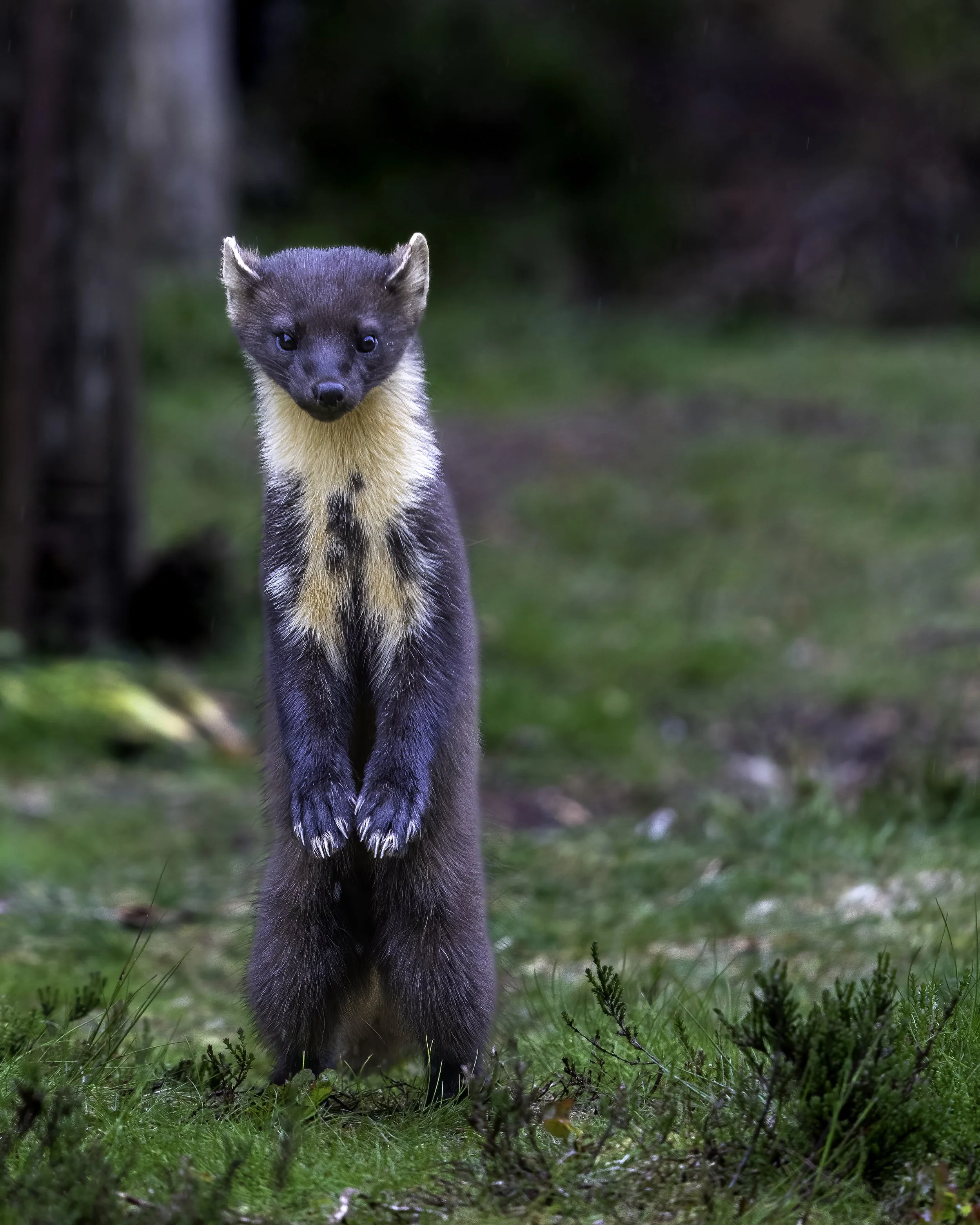 Young river otter standing on grass in a natural outdoor setting, with a blurred background of trees and greenery.