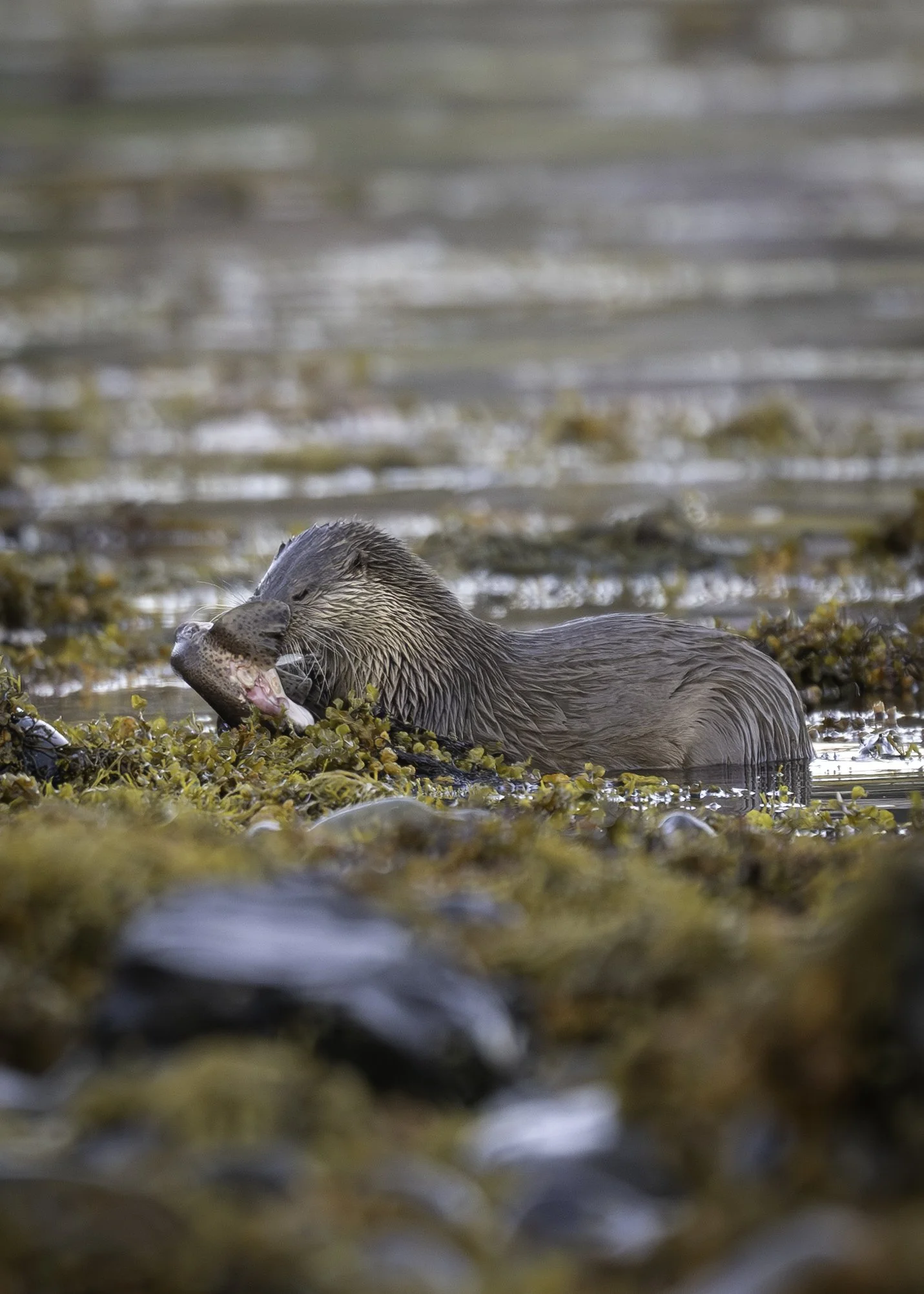 A playful otter on a rocky shoreline with seaweed, holding a fish.