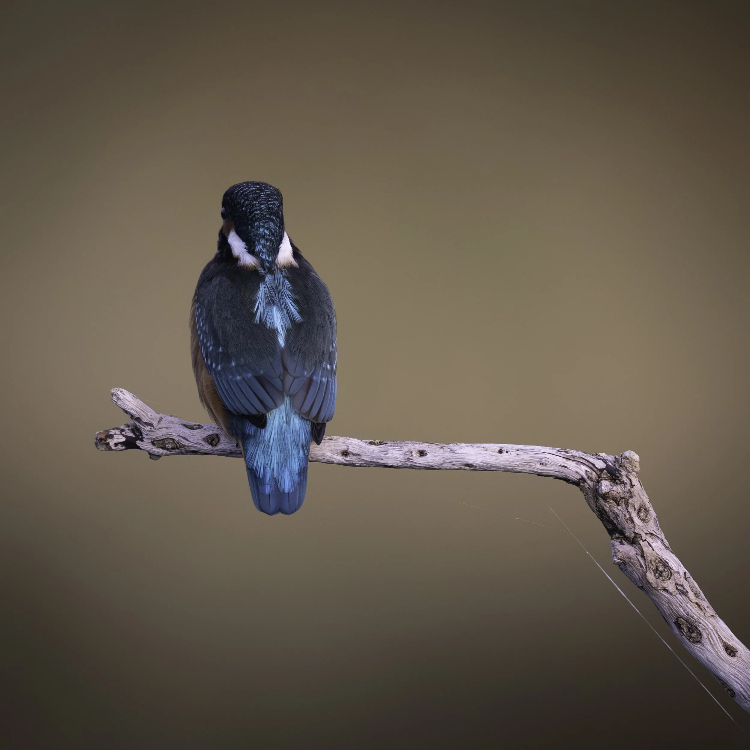 A colorful bird with blue, green, black, and white feathers perched on a twisted piece of wood.