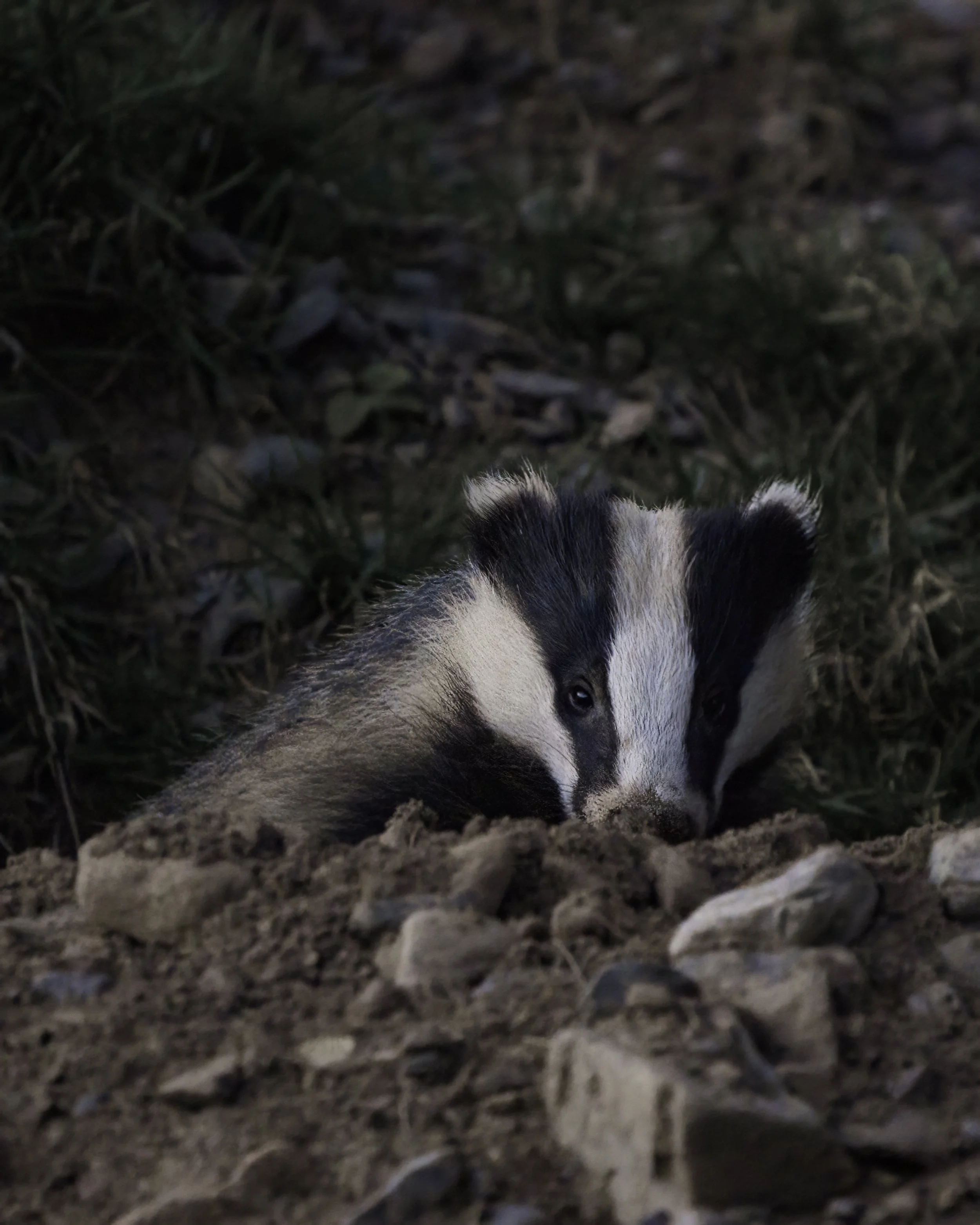 Badger emerging from its sett