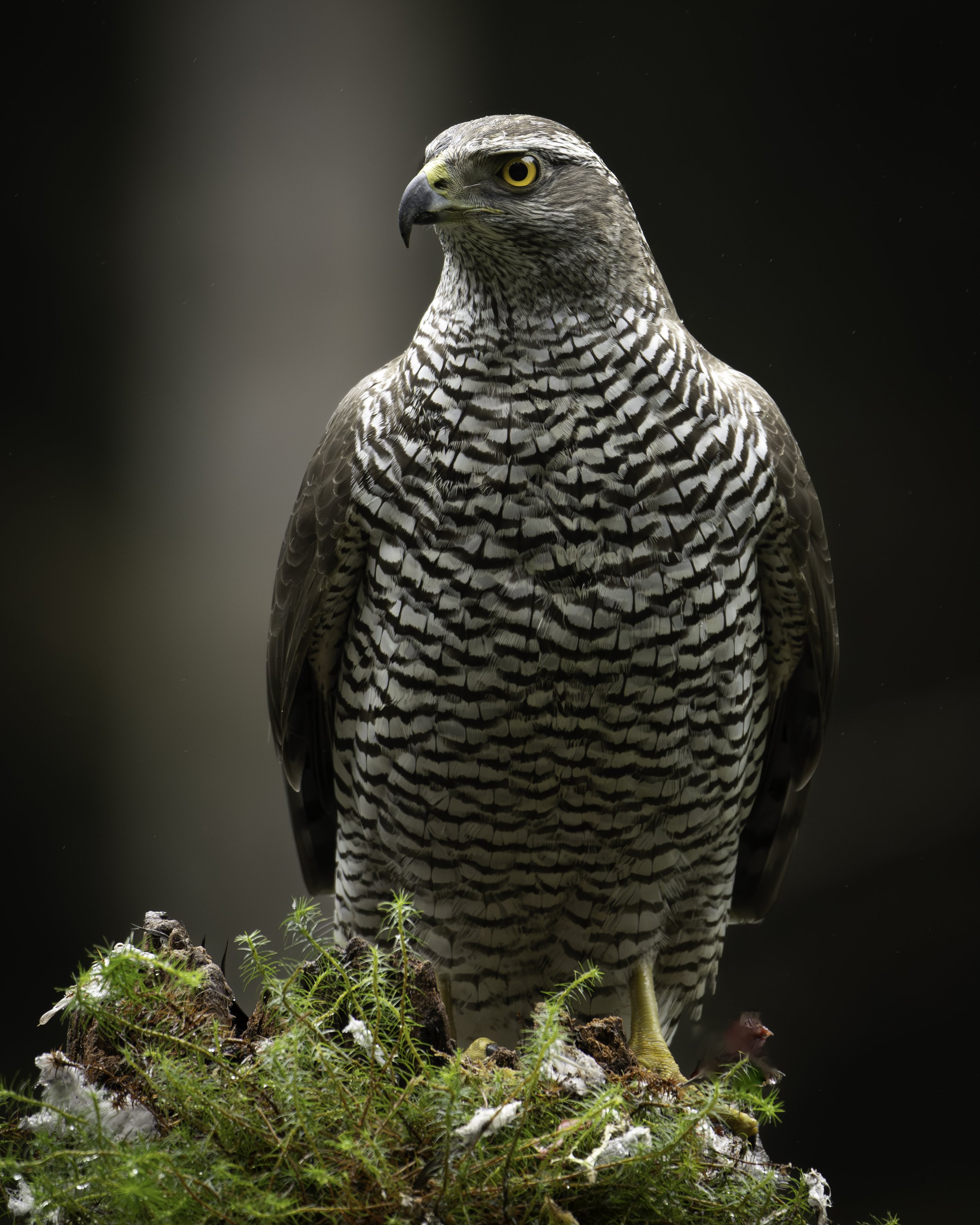 Goshawk perched
