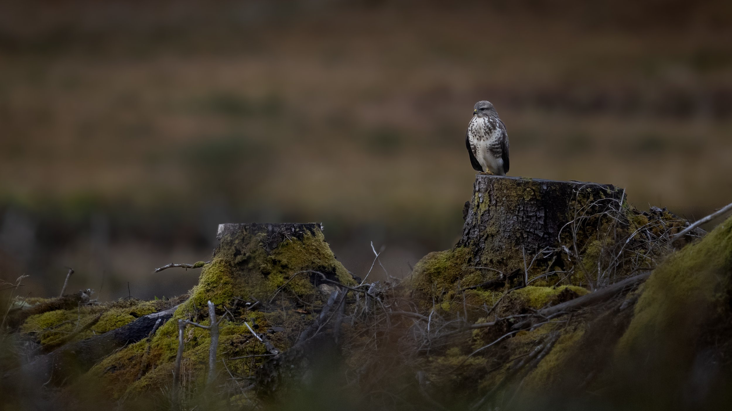 A bird of prey, possibly a hawk or falcon, perched on a moss-covered tree stump in a natural, forested environment. The background is blurred with earthy tones.