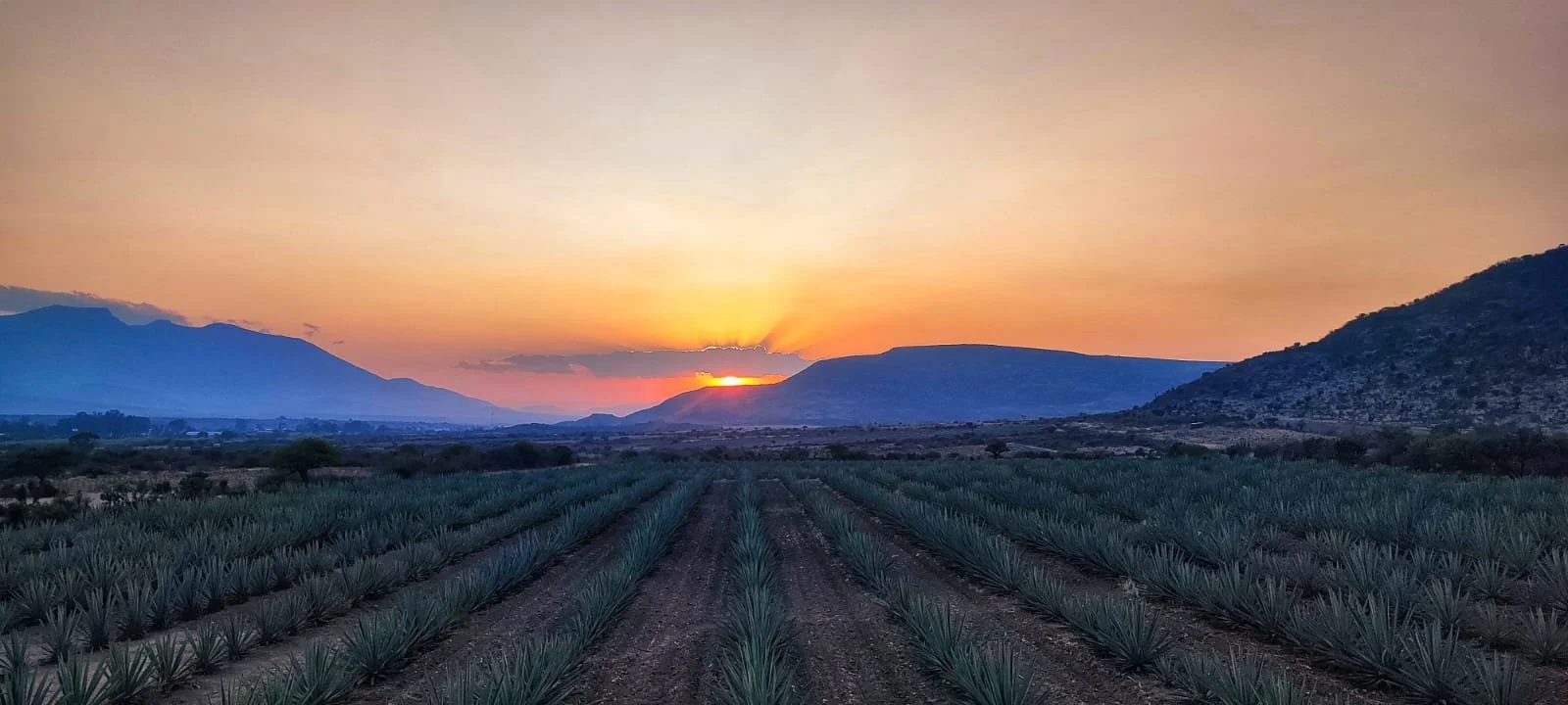 Visita Plantación de Mezcal.jpeg