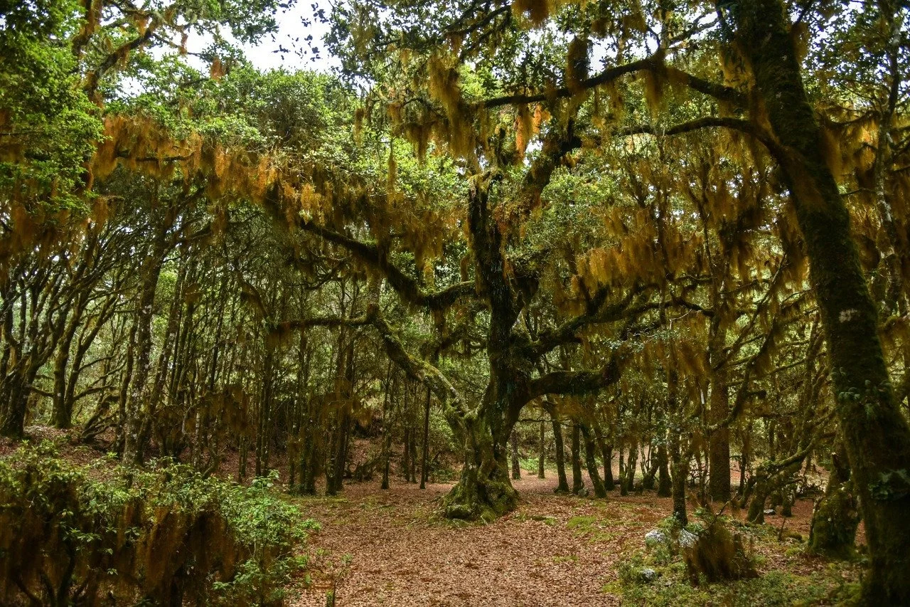 Bsque encantado San Jose del Pacífico.jpeg