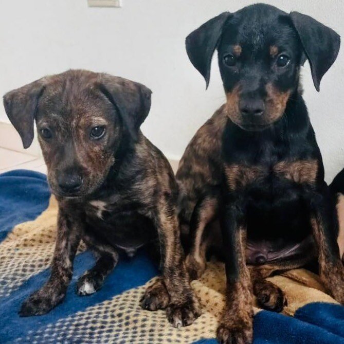 We are in search of two flyers headed to either Portland, OR or Seattle, WA from Puerto Rico in the next 10 days. We need to fly two puppies that are growing quickly! Please reach out if you can help or share this post. Thank you 🙏