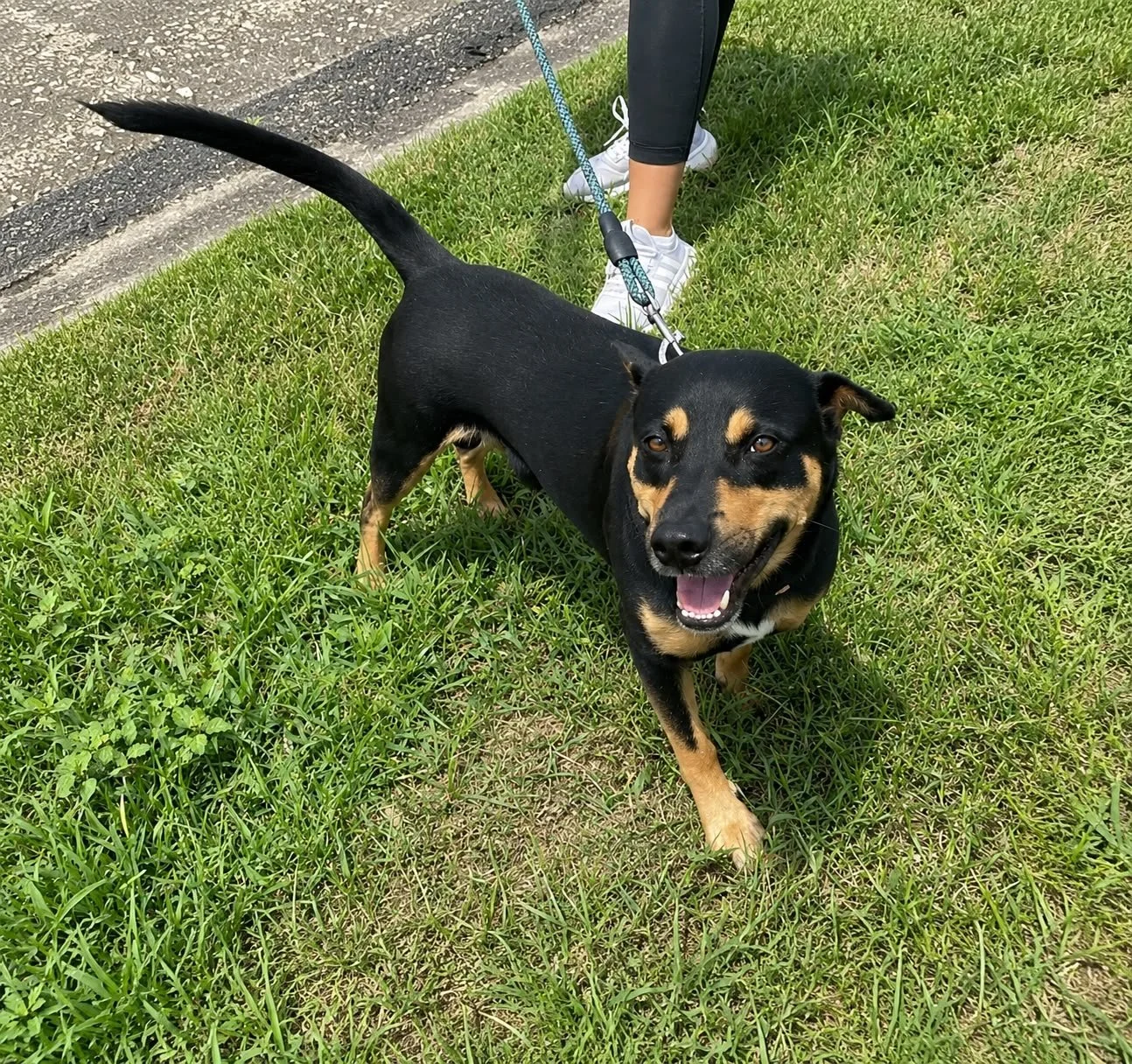 Gino