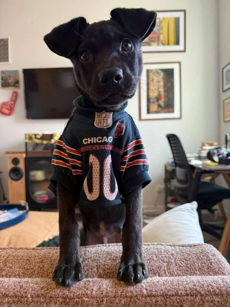 Bear