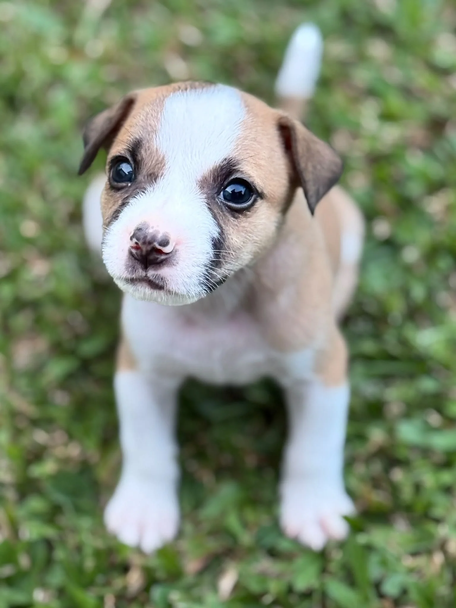 Rafa
