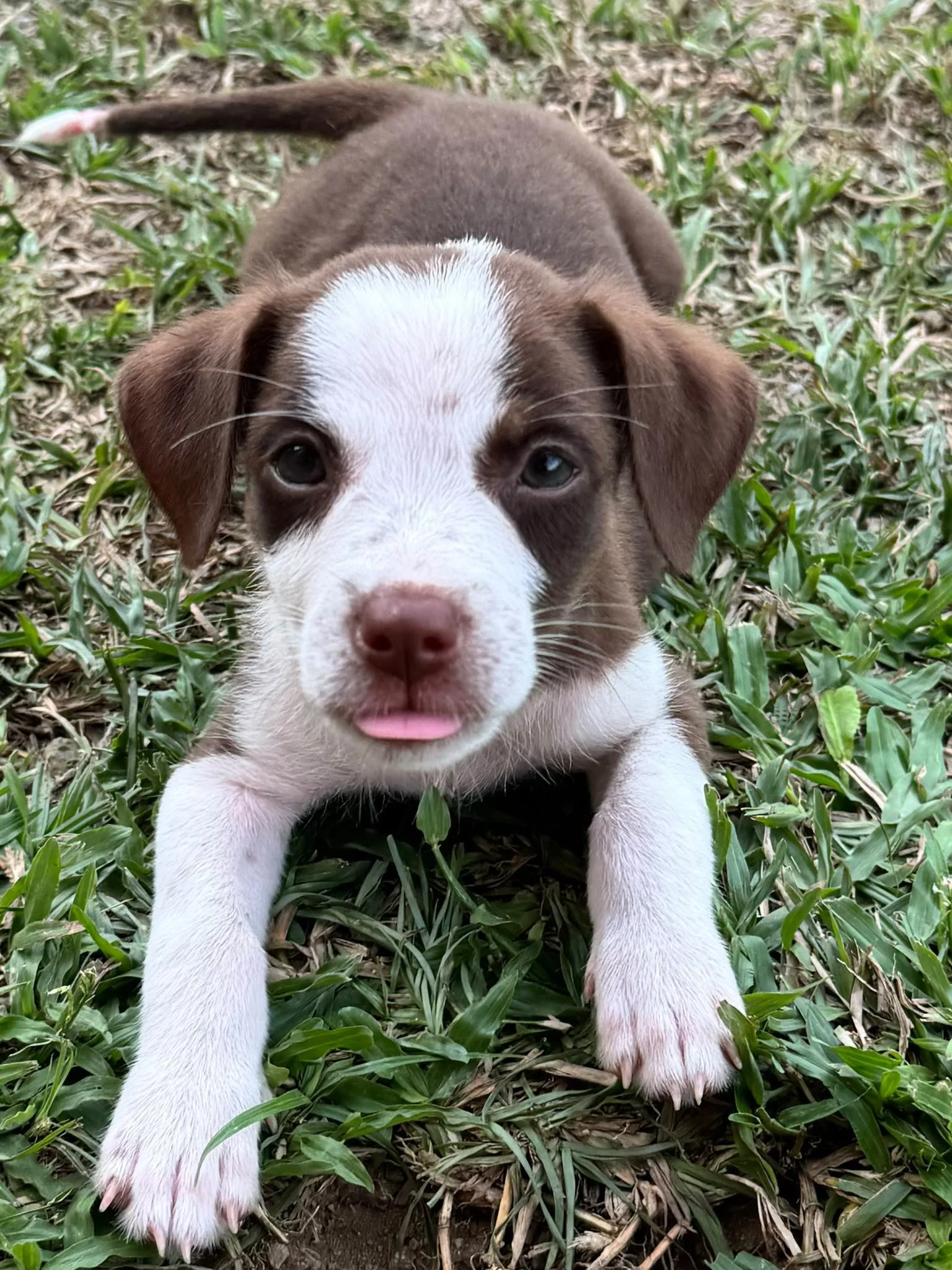 Jeni