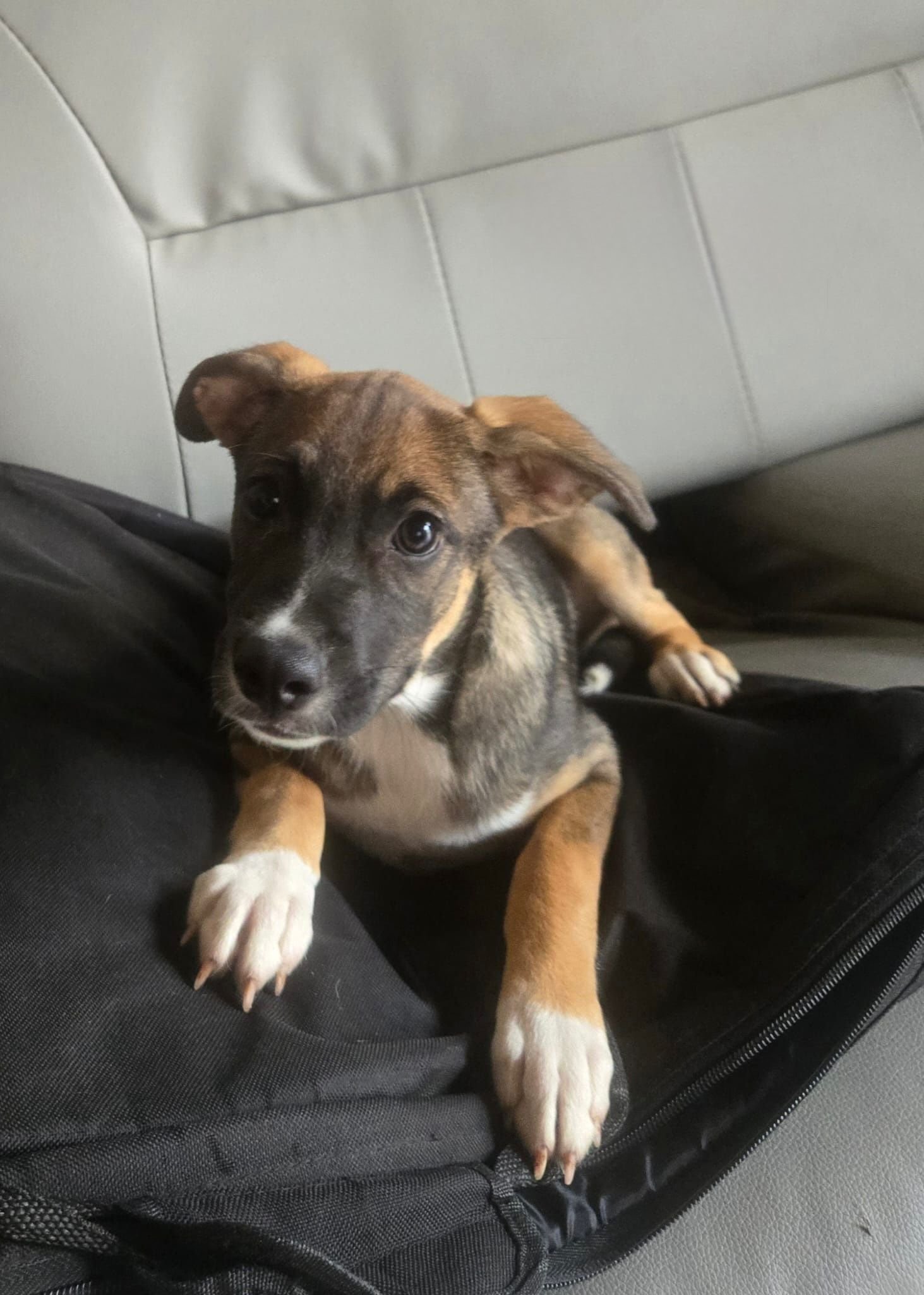 Amora