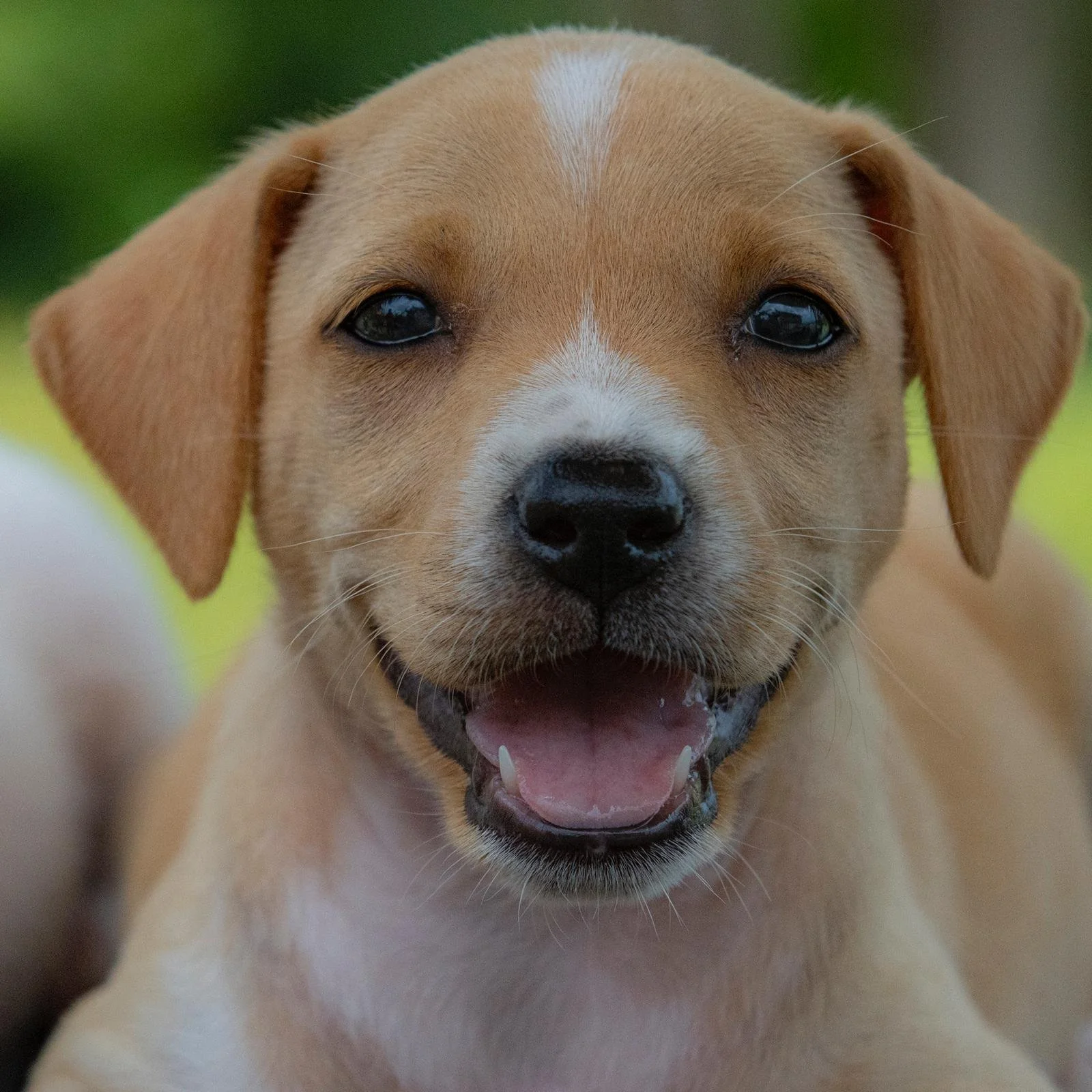 Nala