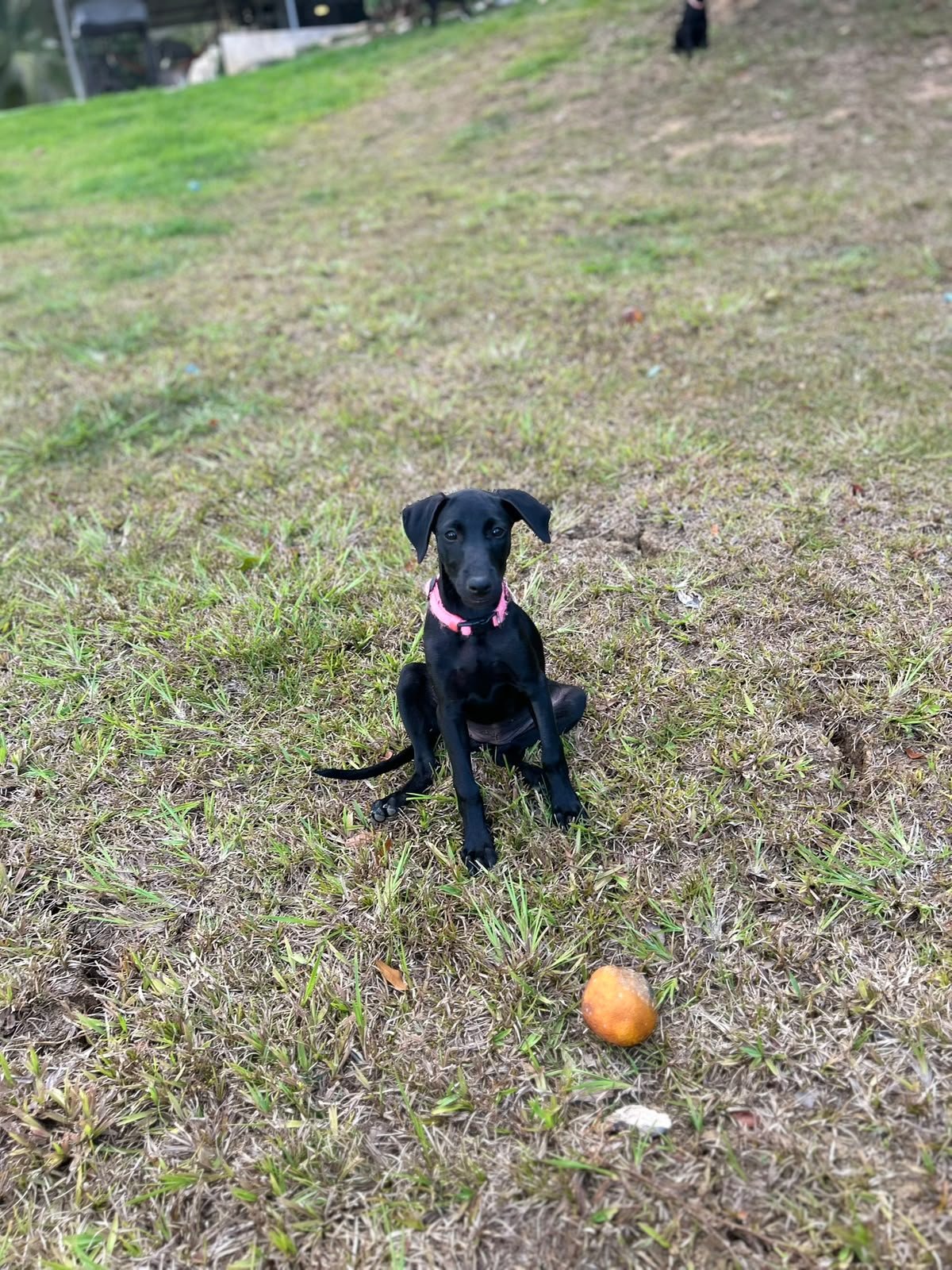 Chiquita