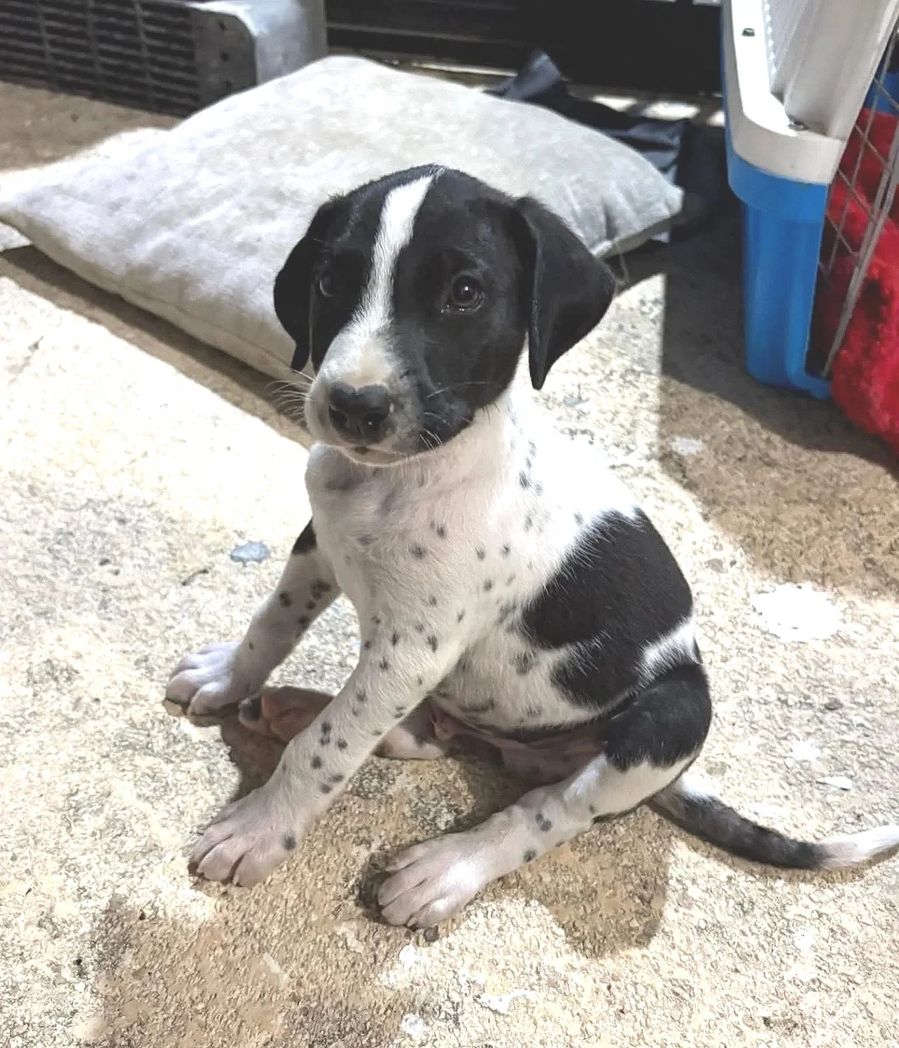 Pongo