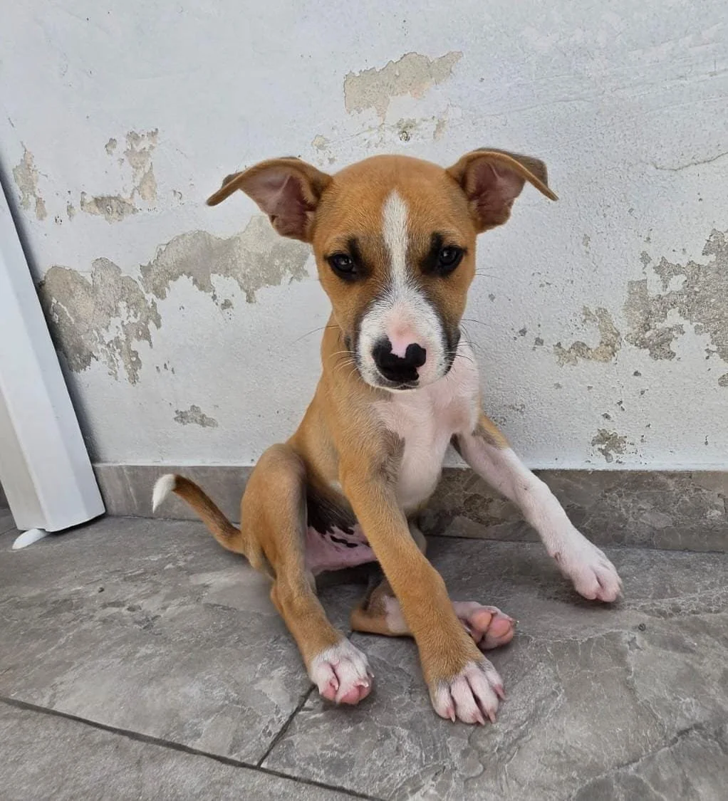 Oscar