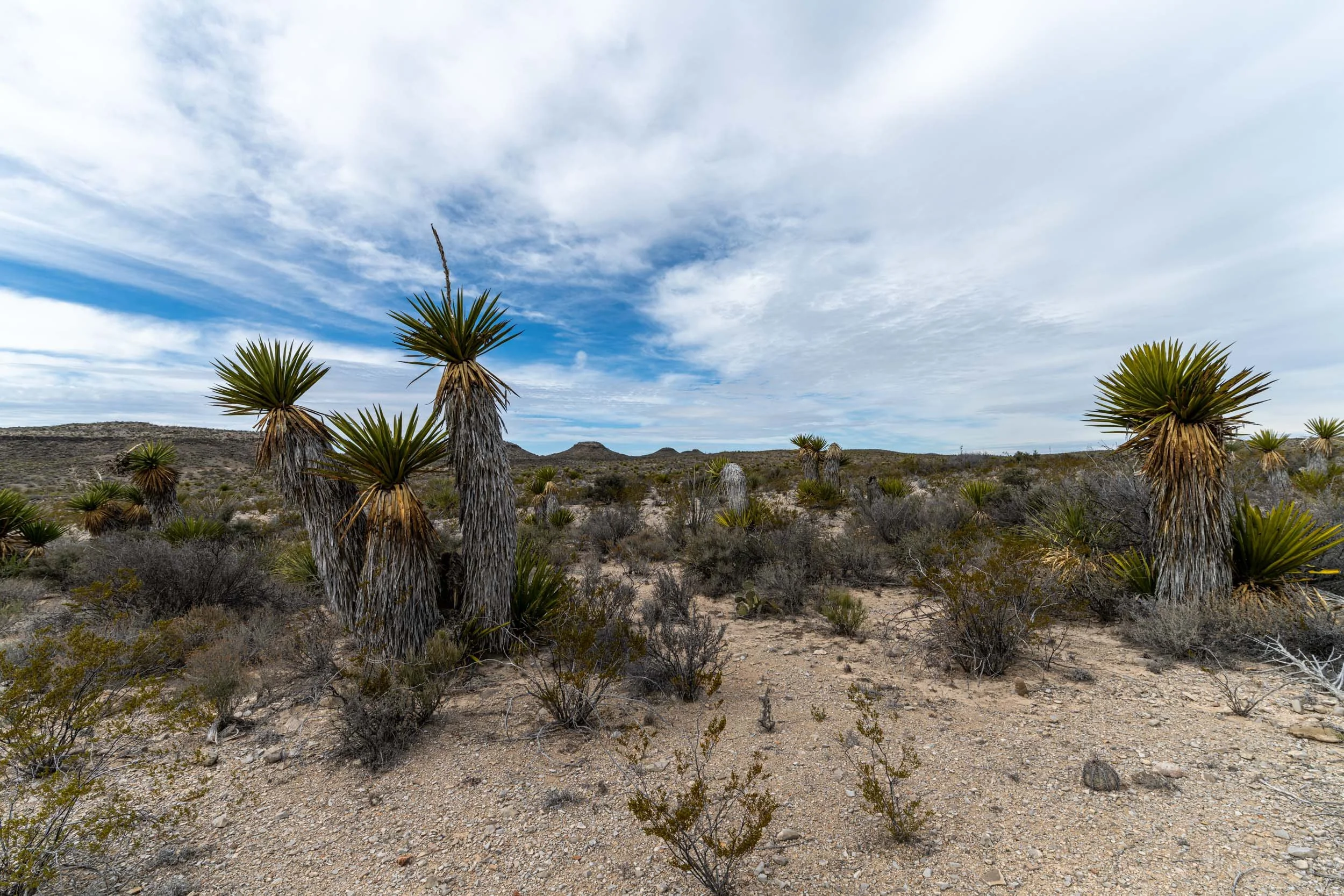 DSC_5455.jpg