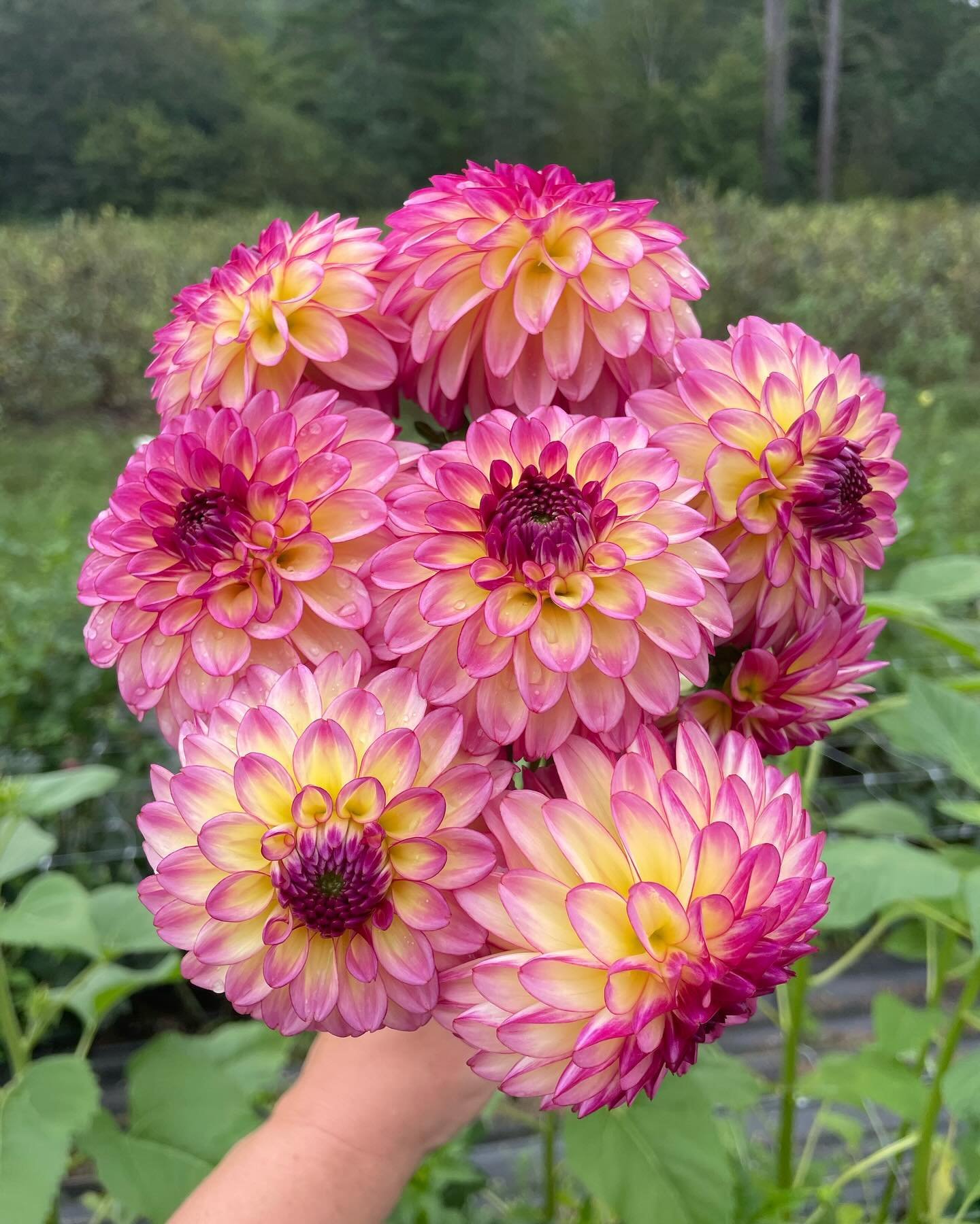Announcing our very first dahlia tuber sale! We finally have some extras tubers this year and they feature some of our very favorite varieties! All tubers are $10 and pick-up only at this time. (I&rsquo;m giving all my lovely local, Upper Valley cust