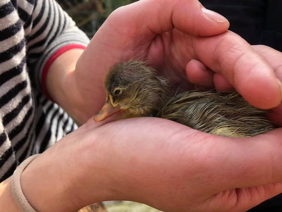 20210401 - eendje geboren.jpg