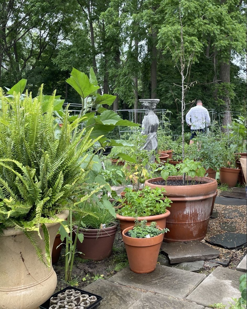 The Beekman House tomato and herb garden with my fav gardener. #Come see me: www.airbnb.com/p/Beekmanmansion  #americancountryhouse #cottagecore #upstateny #bedandbreakfast #catskills #greekrevival #airbnb #airbnbsuperhost #barnweddings