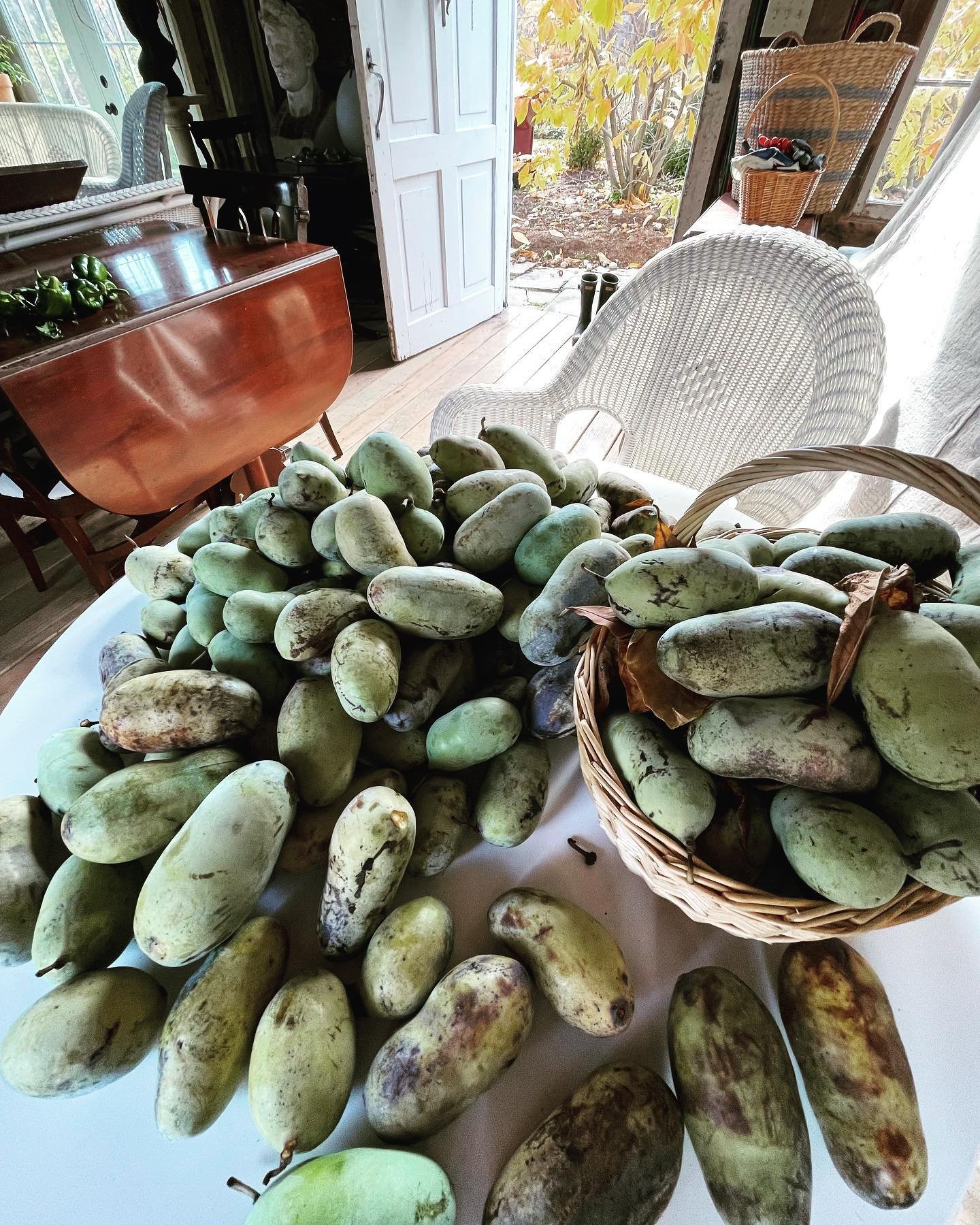 The #pawpaw harvest is a bit out of control this year. Come see me: www.airbnb.com/p/Beekmanmansion  #americancountryhouse #cottagecore #upstateny #bedandbreakfast #catskills #greekrevival #airbnb #airbnbsuperhost