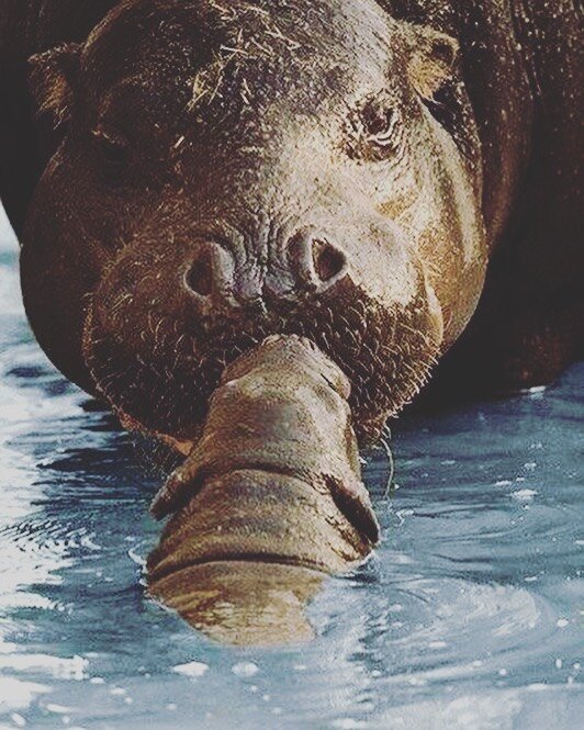 Hello everyone. Today we are going to talk about hippos. 

According to the wikis:
The hippopotamus a large semiaquatic mammal native to sub-Saharan Africa. It is one of only two extant species in the family Hippopotamidae, the other being the pygmy 