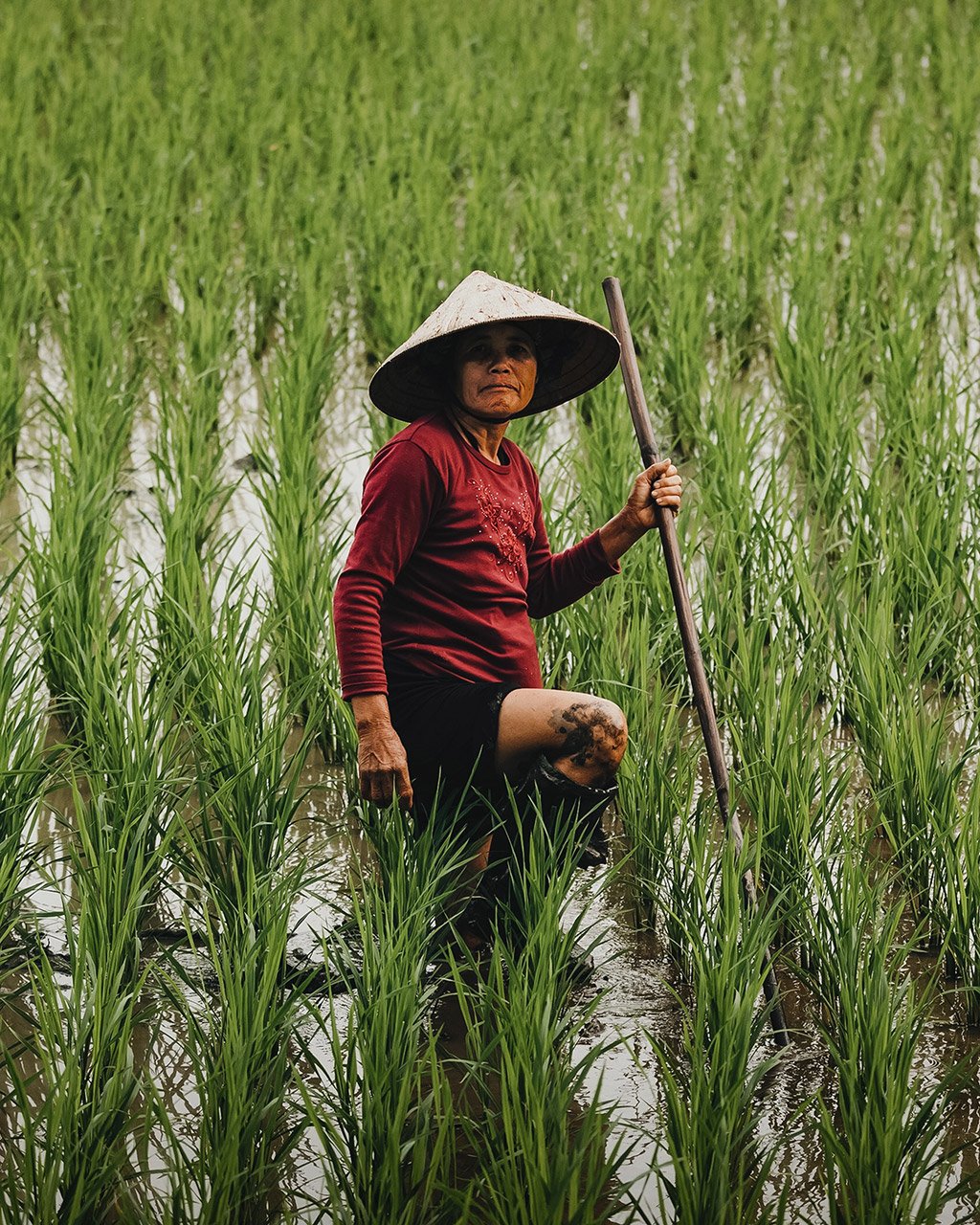 Rice-Fields_3.jpg