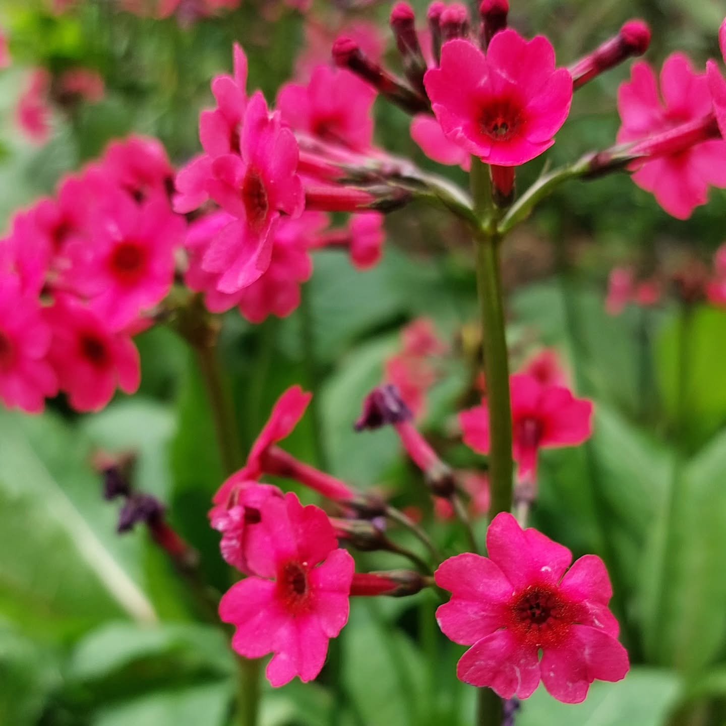 Last Sunday, we joined the multitudes celebrating Mother's Day in beautiful Hendrick's Park in Eugene. The park has some beautiful examples of plants we sell, like this drift of stunning pink Japanese primulas. Other wonders: the beech trees, clemati