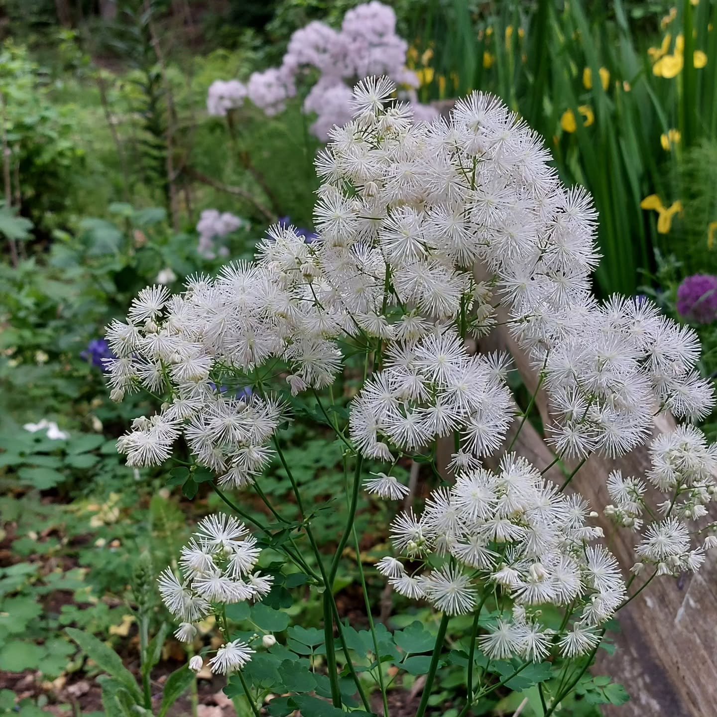 Spotlight on Thalictrums (Meadow Rue)...

A wonderful genus with many excellent options for your garden. Here, a popular variety called 'Black Stockings' is flanked by two seed-grown Thalictrum aquilegiifolium plants. As the name suggests, the foliag