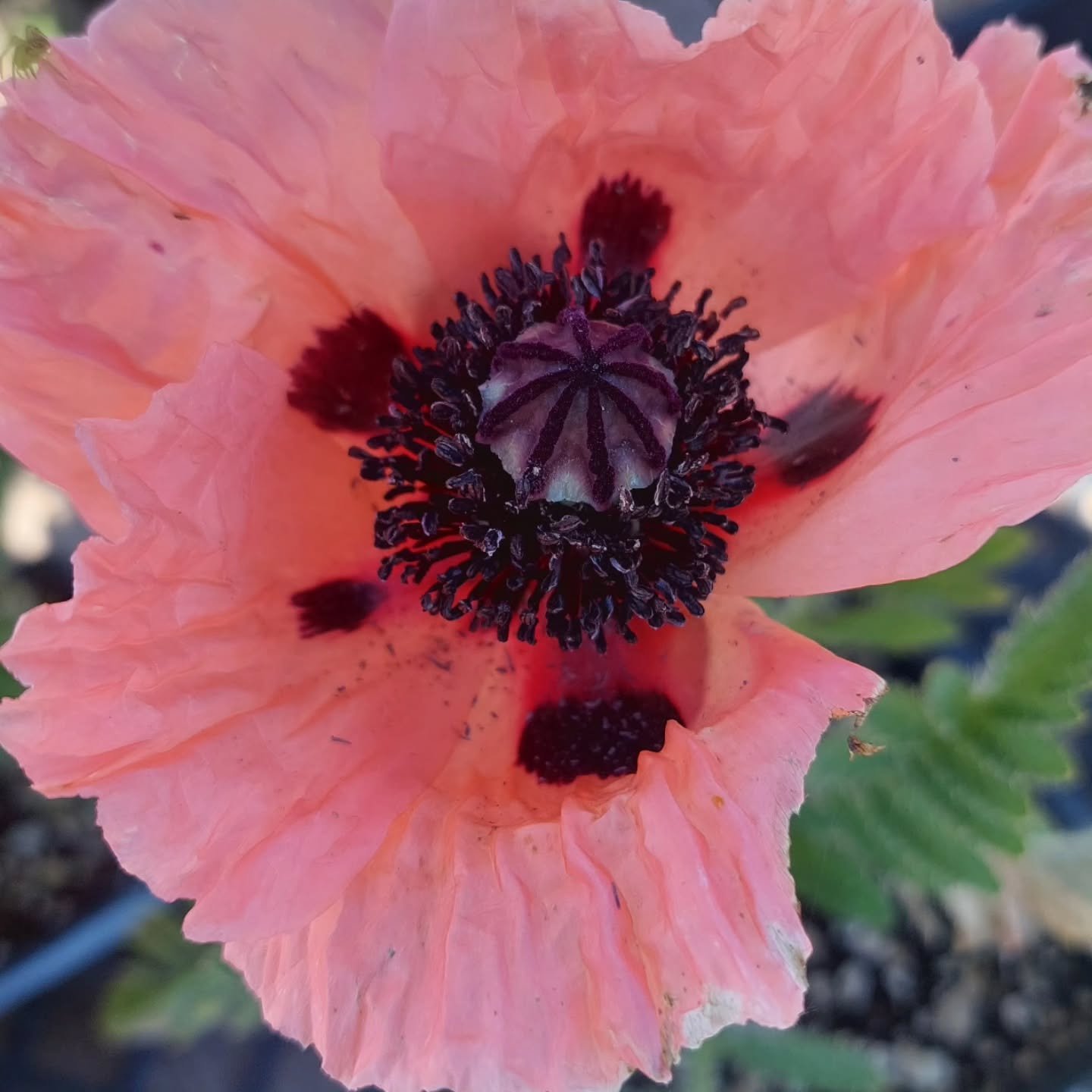 Come visit us today at the nursery! 83333 N Harvey Rd. Creswell, OR. Many of our plants are in full flower, like the catmints and red valerian. Eryngiums and verbena bonariensis will also be in bloom soon, but if they don't sell today, we'll need to 