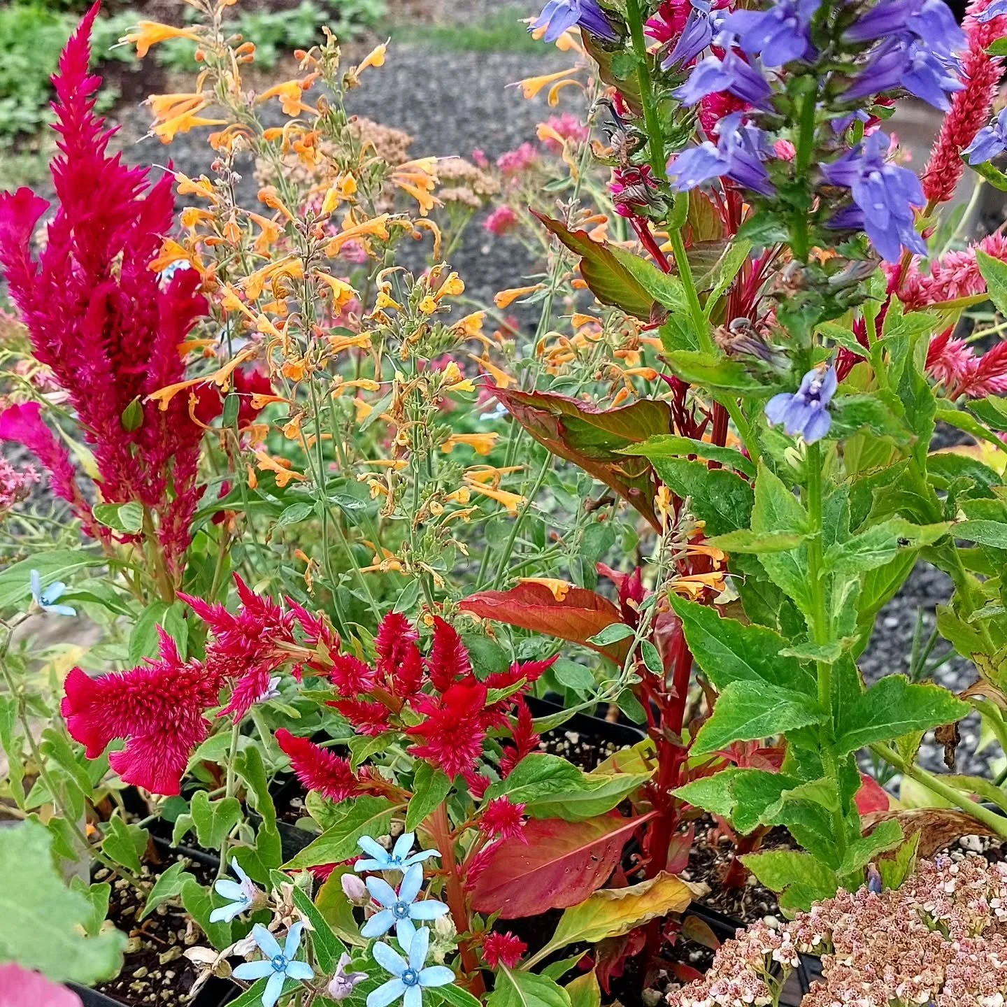 The nursery tables are restocked and rearranged and there are some gorgeous combinations right now. 

Stop by to see for yourself! 

Open Fridays and Saturdays from 10am to 4pm.

#eugenenursery #eugenegardens #creswelloregon #gardentherapy #gardenins