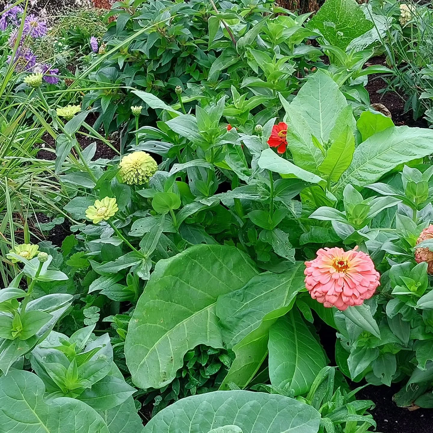The zinnias and sunflowers in the nursery garden are putting on a great show right now! 

Our home garden is so shaded it's a magical new experience to see this kind of rapid, lush growth. ✨️

#eugenenursery #pnwgardening #oregongardening