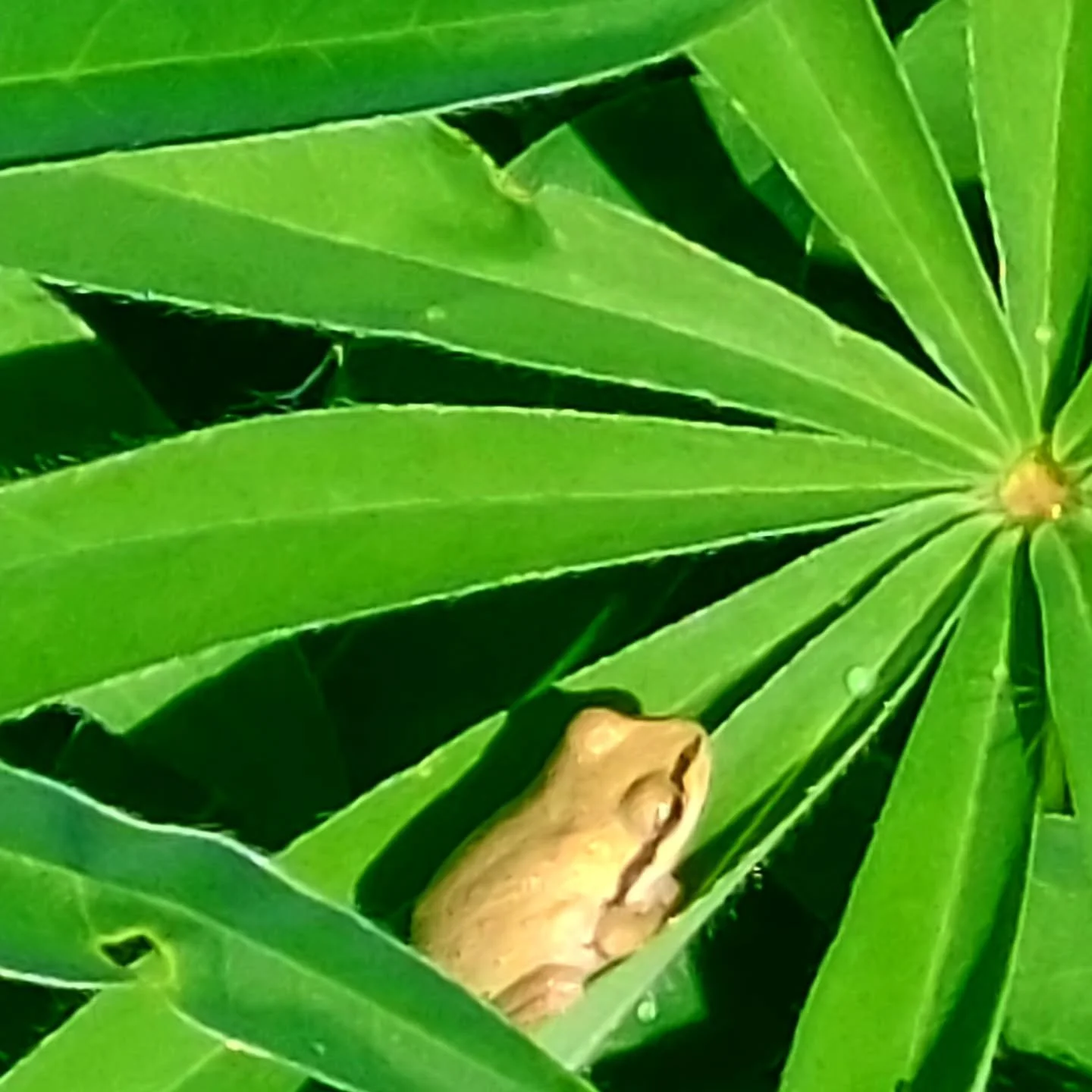 We'll be closed on Friday, August 29 and Saturday, August 30 for Labor Day weekend! We'll be back next Friday for our regular retail hours.

This little frog is one of our neighbors at the nursery. Someday we'll build him a pond. 💚