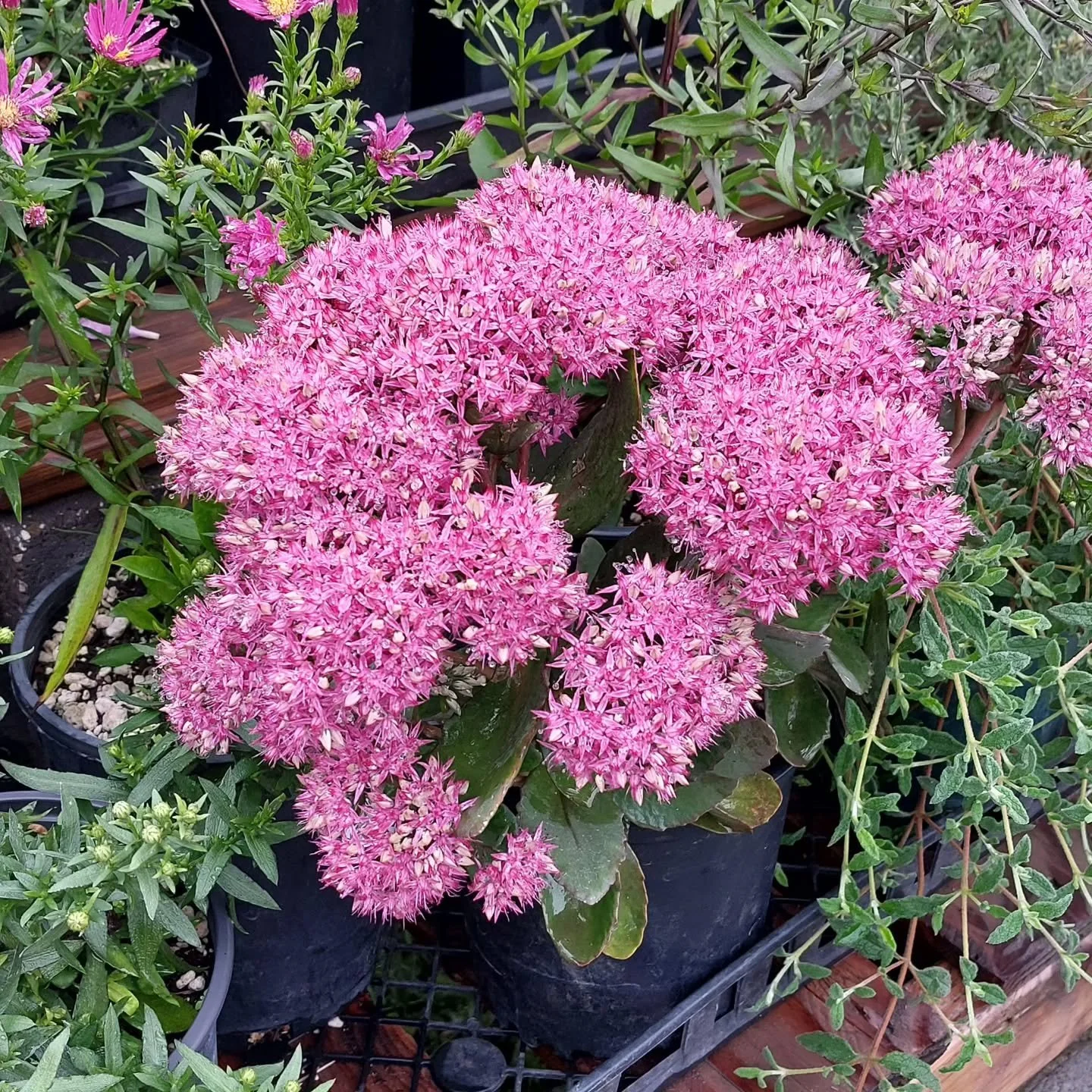Next weekend will be the close of our official retail season. Come out today from 10-4 or next Friday (Sept. 12) and Saturday (Sept. 13) from 10-4. 

The summer sale still stands! Buy three gallon plants and get one gallon plant for free!

And don't 