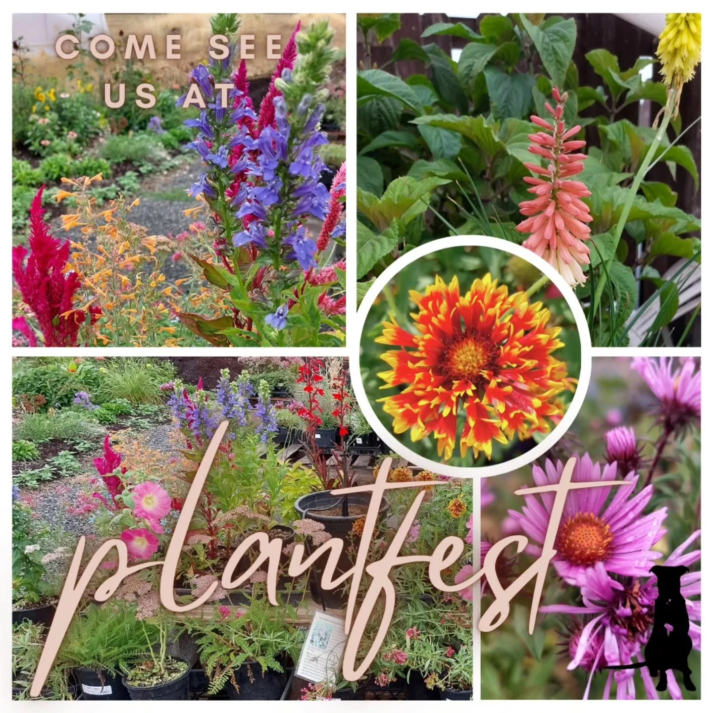 We are thrilled to be attending and selling plants  @hardyplantsocietyoregon PlantFest this weekend! 

Come visit us at the Clackamas Community College Campus in Oregon City on Saturday, October 4. 💚

#oregonnursery
#gardentherapy
#hardyplantsociety